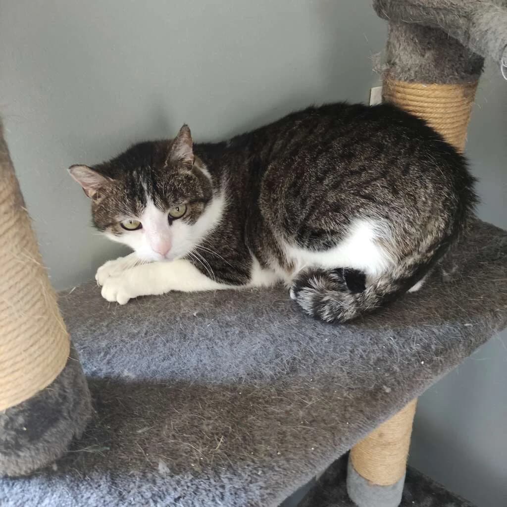 Romina, female 4yo Mixed Breed for adoption at De Snorhaar vzw