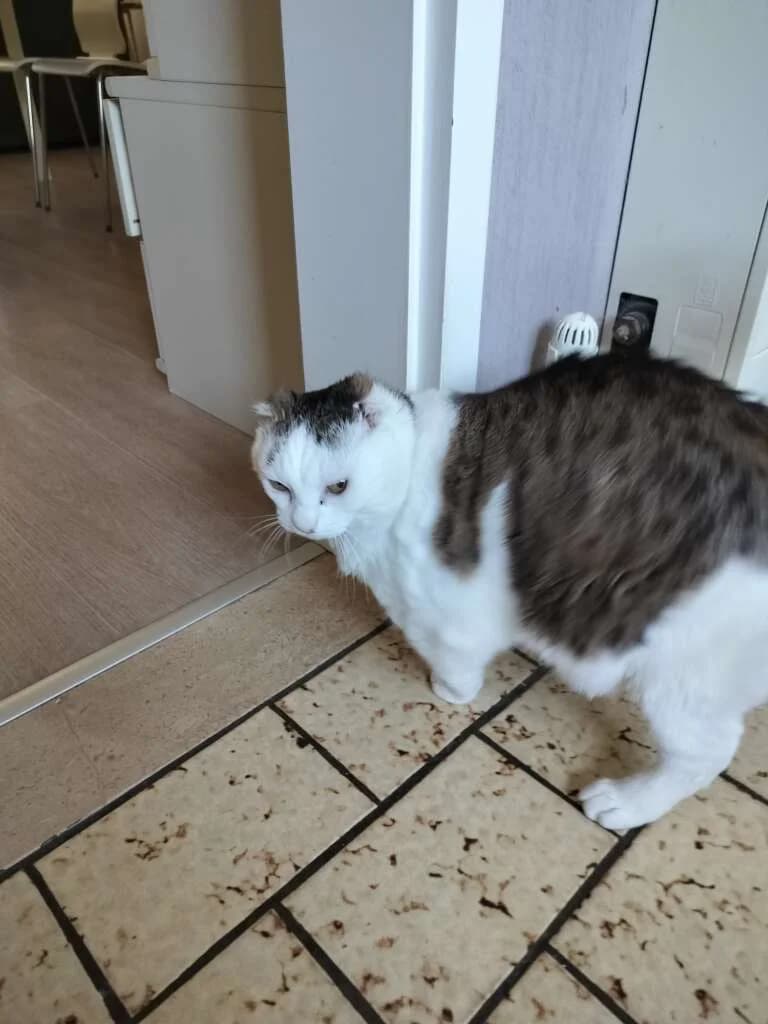Snoopy, female senior Mixed Breed for adoption at De Snorhaar vzw