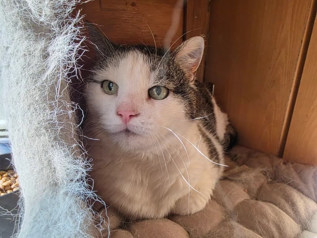 Mousty, female senior Mixed Breed for adoption at De Snorhaar vzw