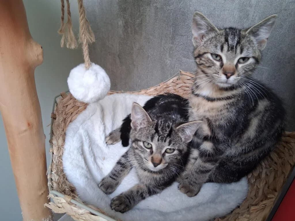 Rex & River, puppy Mixed Breed for adoption at De Snorhaar vzw