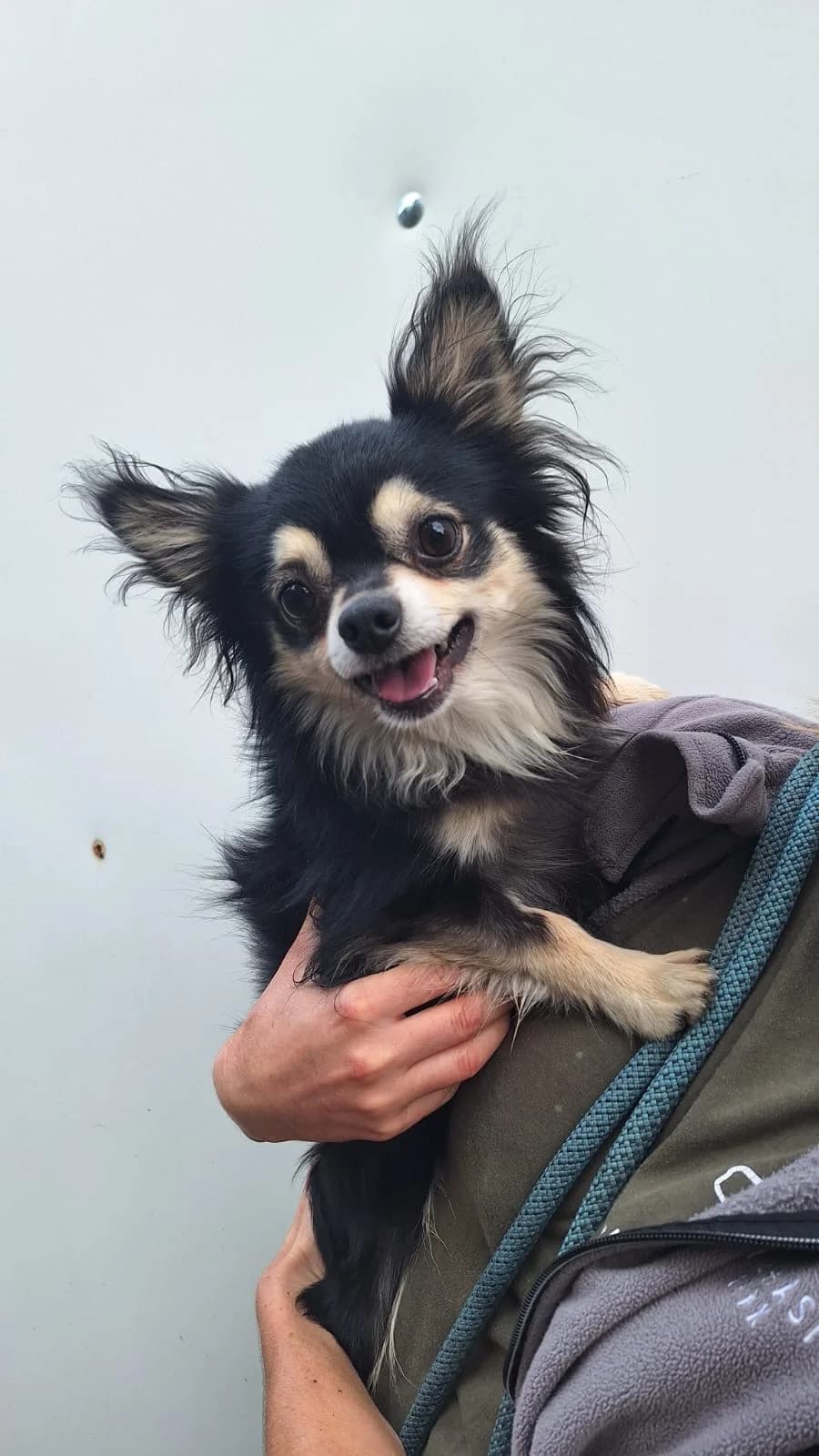 Honden, female Mixed Breed for adoption at Dierenasiel Genk, Genk