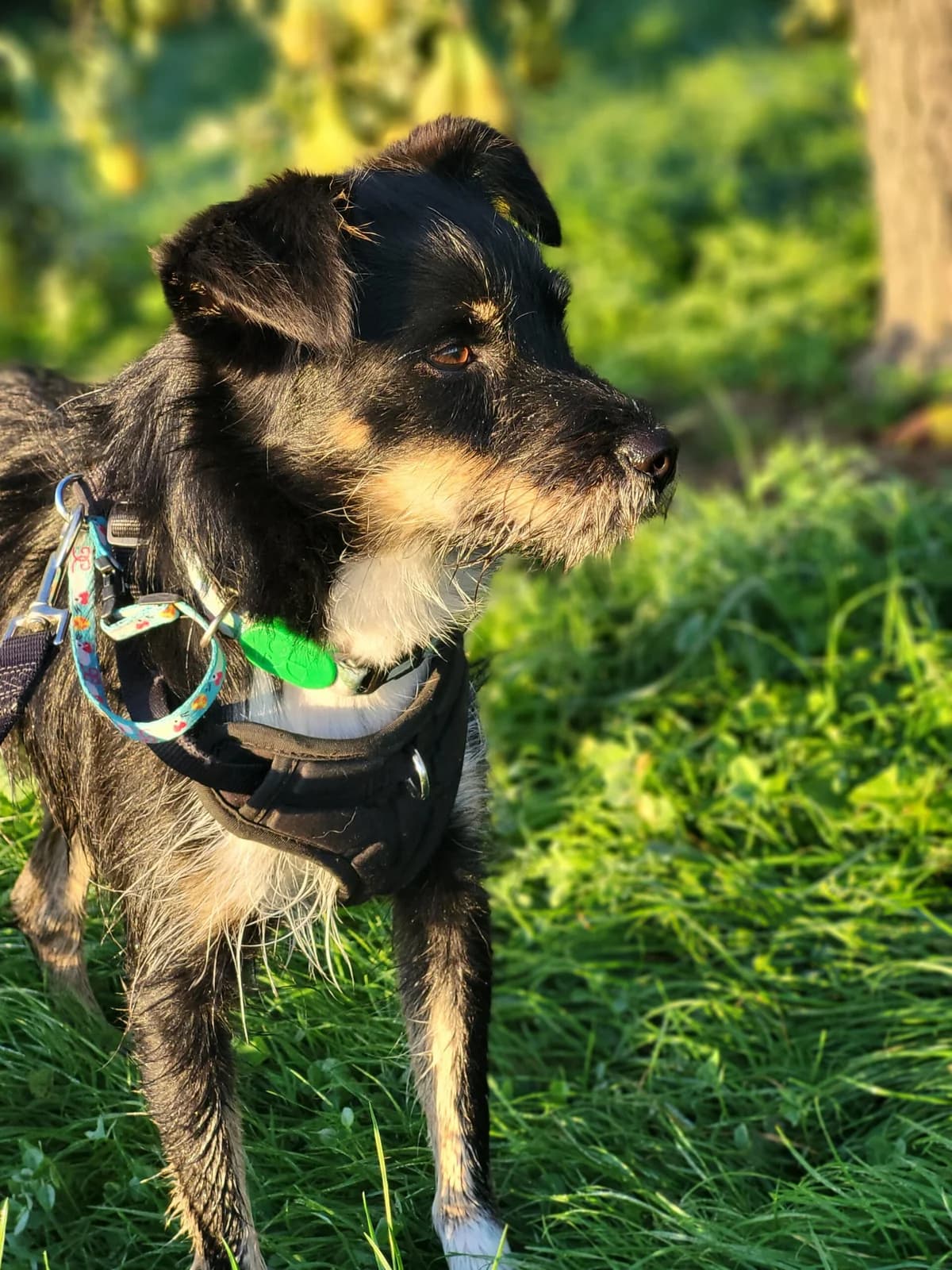 Dog genk-2, female Mixed Breed for adoption at Dierenasiel Genk, Genk