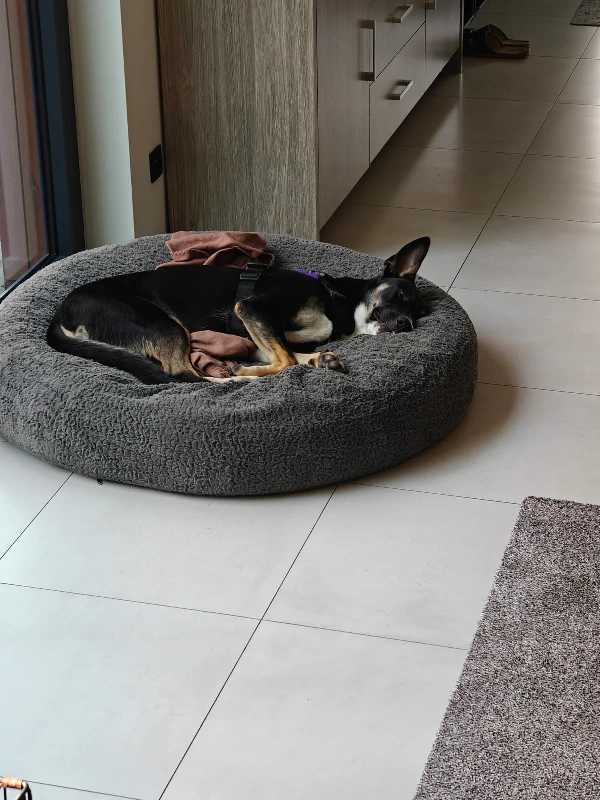 Dog genk-2, female Mixed Breed for adoption at Dierenasiel Genk, Genk