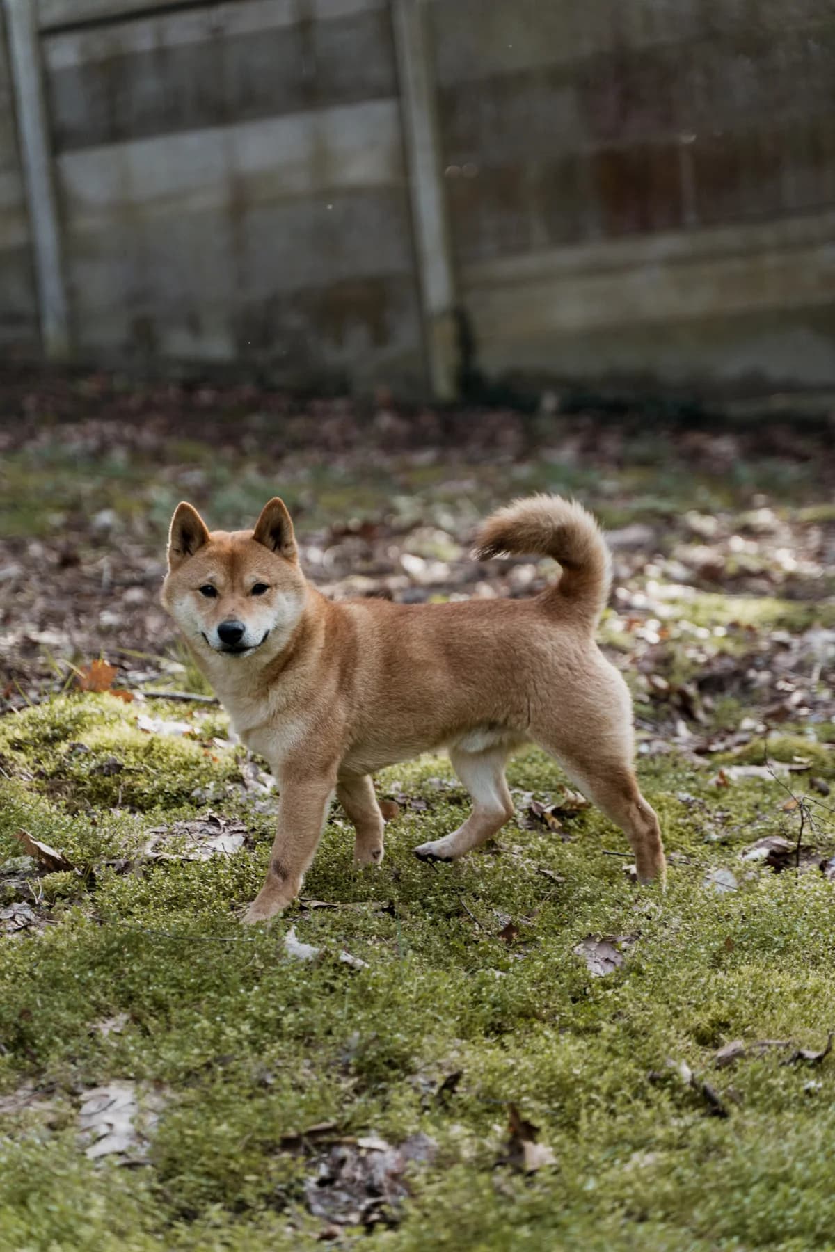 Amigo, male 3yo Shiba Inu for adoption at Dierenasiel Genk, Genk