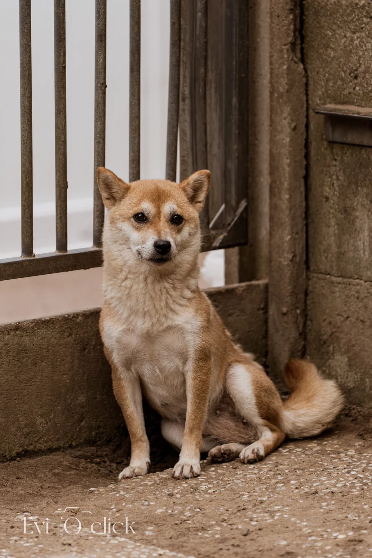Angel, female 4yo Shiba Inu for adoption at Dierenasiel Genk, Genk
