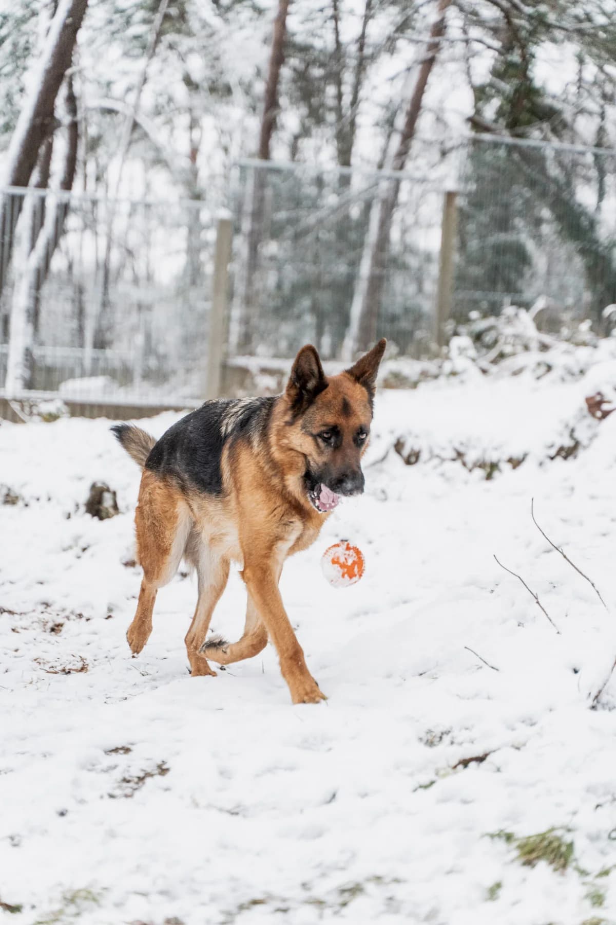 April, male 5yo mixed breed for adoption at Dierenasiel Genk, Genk