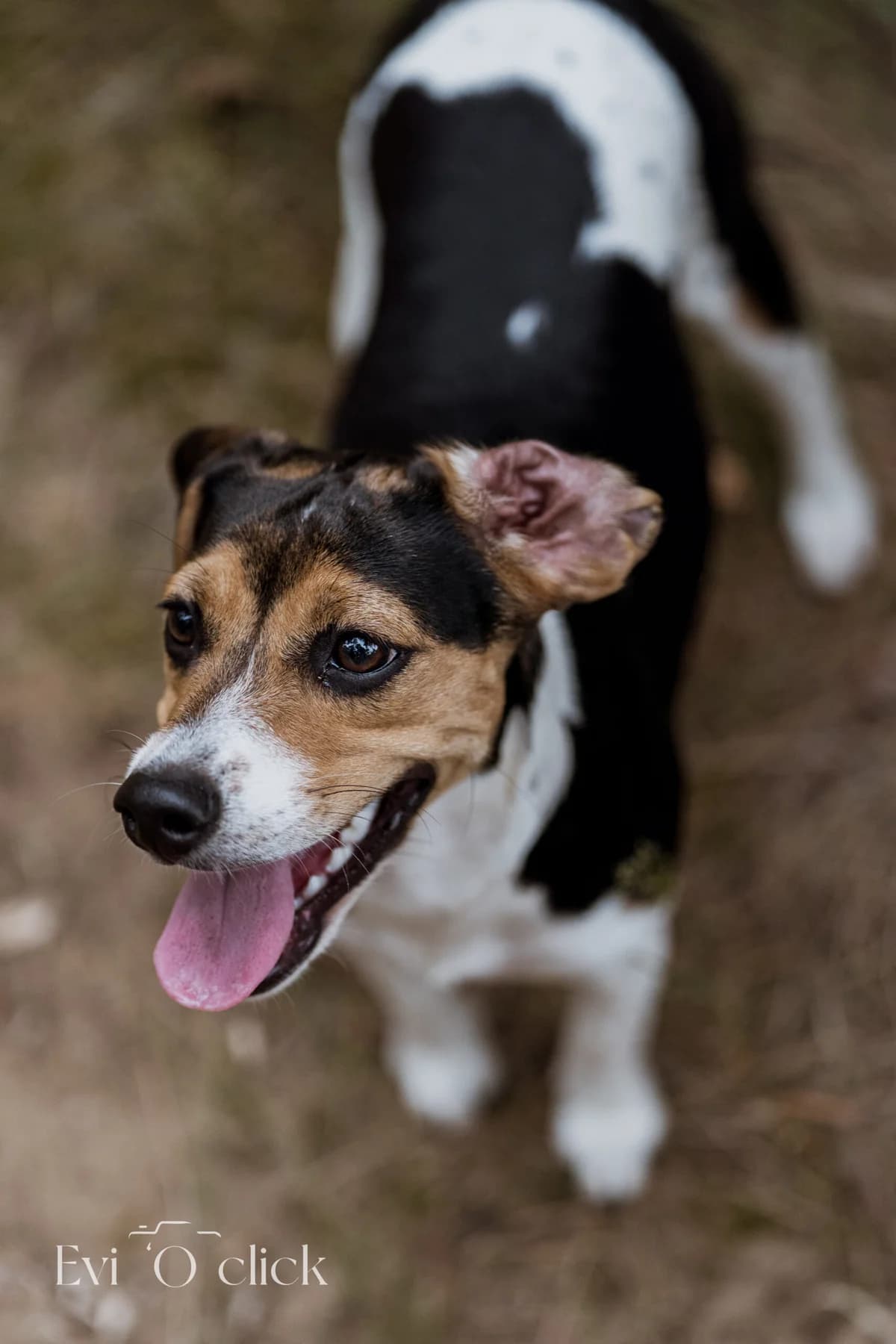 Berdita, female puppy Beagle for adoption at Dierenasiel Genk, Genk