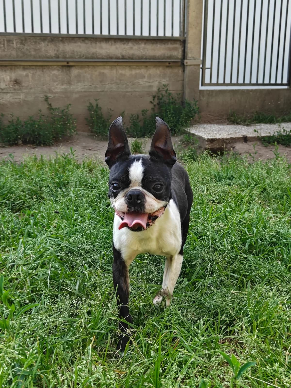 Blacky, male senior Boston Terrier for adoption at Dierenasiel Genk, Genk