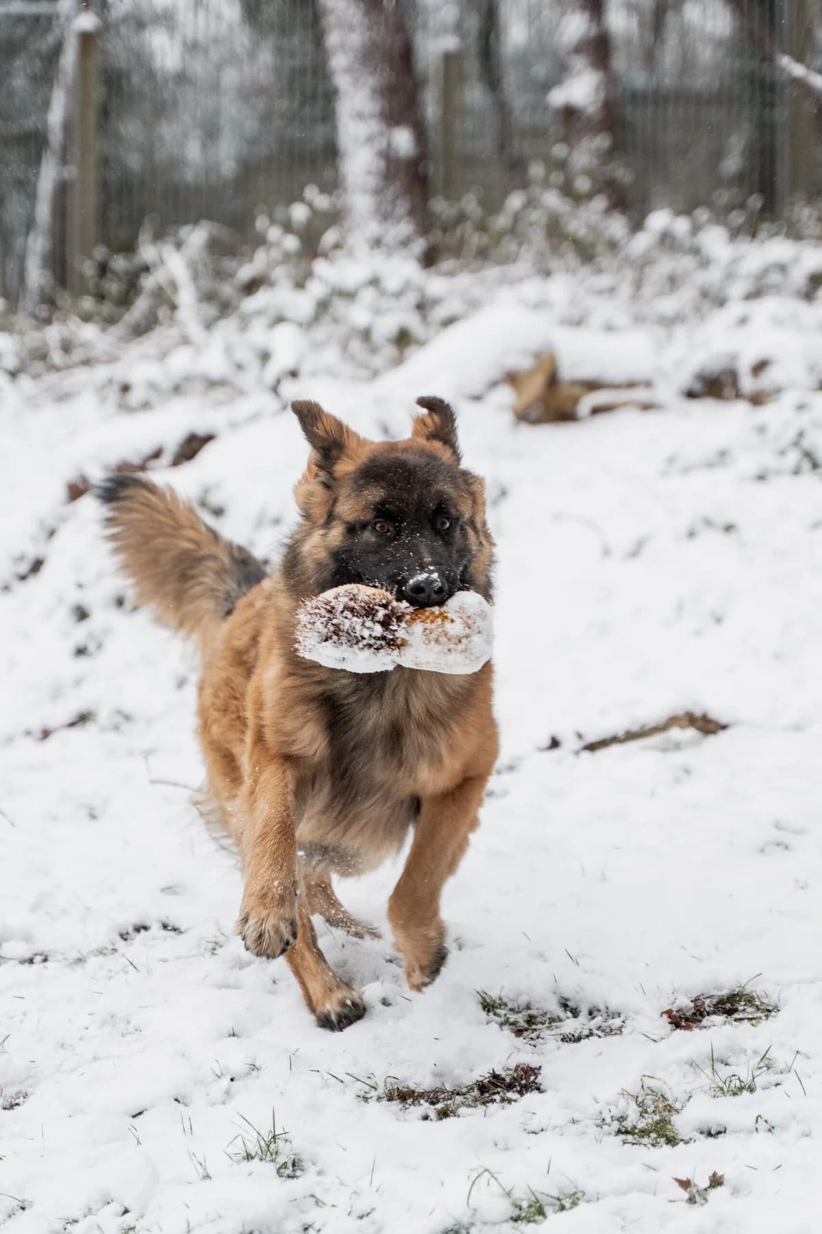 Boris, male Belgian Tervuren for adoption at Dierenasiel Genk, Genk