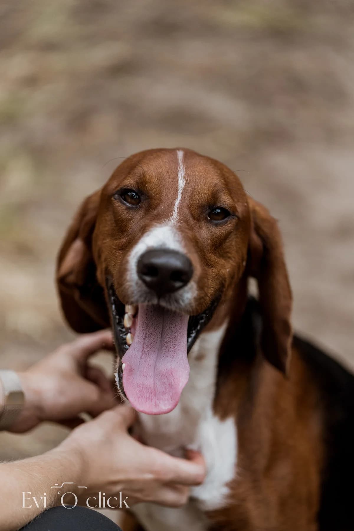 Branco, male senior mixed breed for adoption at Dierenasiel Genk, Genk