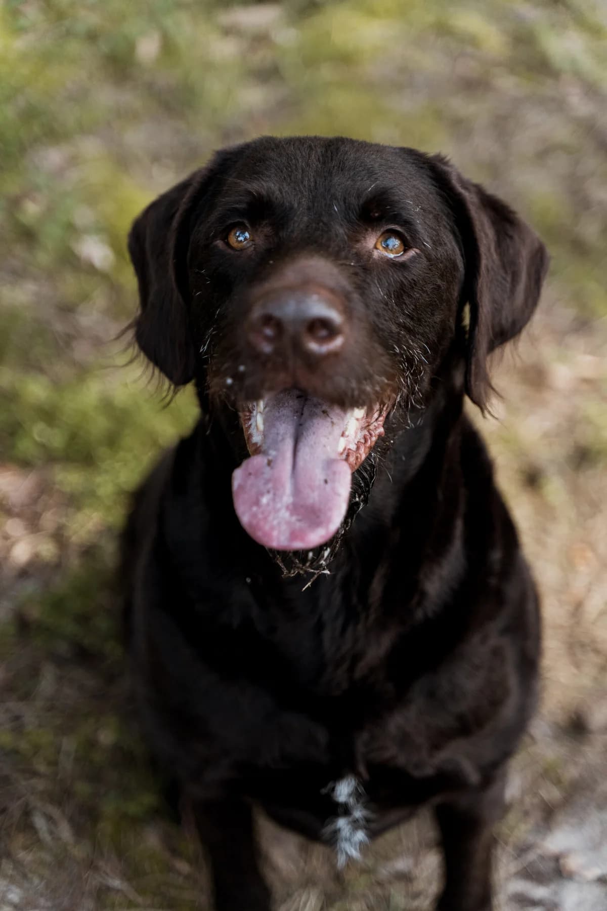 Bruno, male 6yo Labrador Retriever for adoption at Dierenasiel Genk, Genk