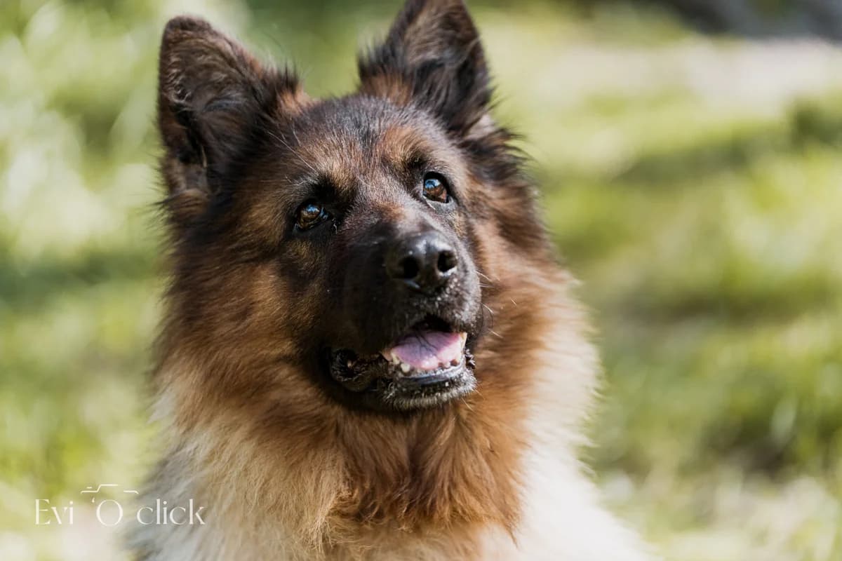 Chika, male senior mixed breed for adoption at Dierenasiel Genk, Genk