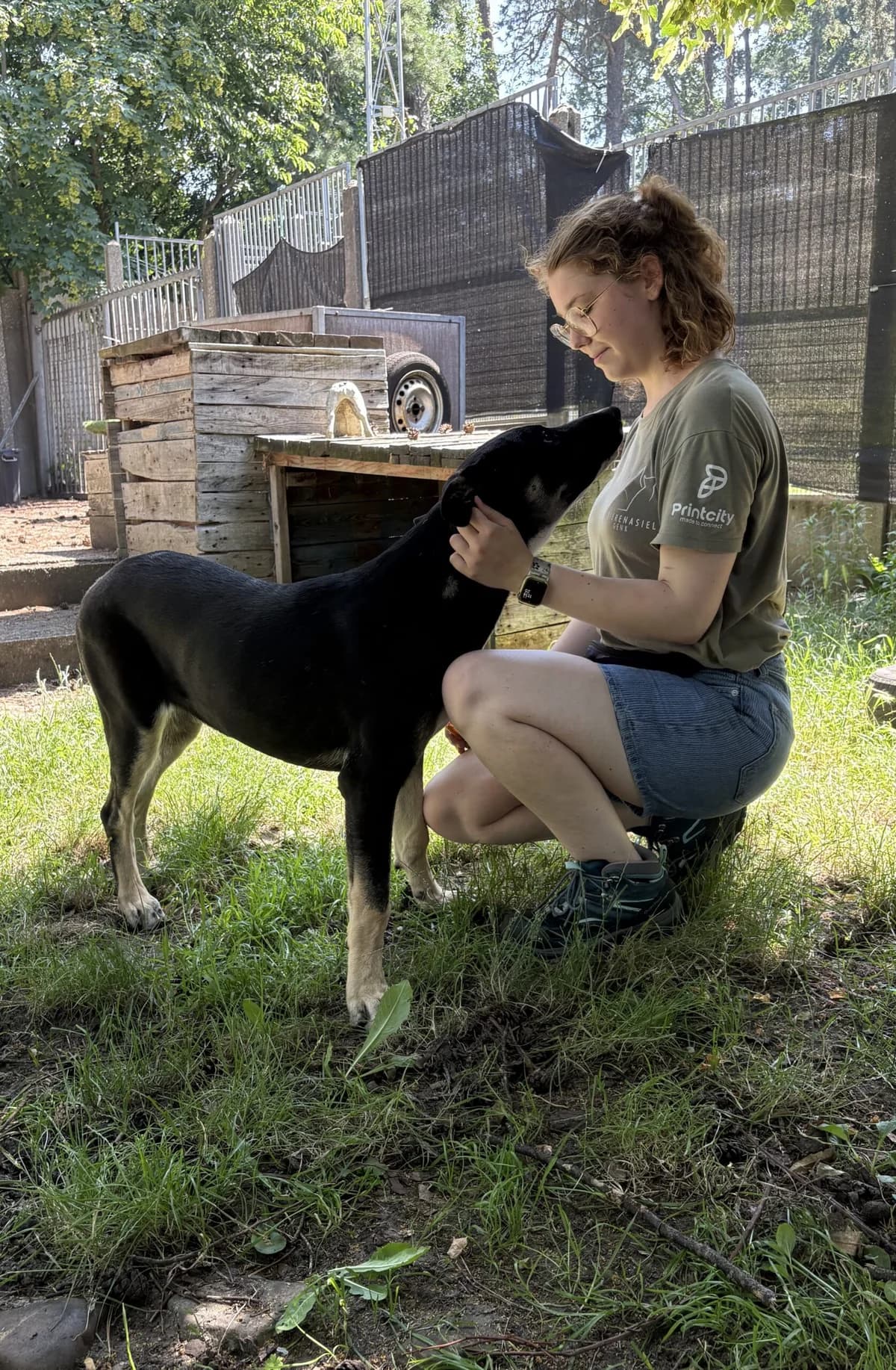 Codex, male young mixed breed for adoption at Dierenasiel Genk, Genk