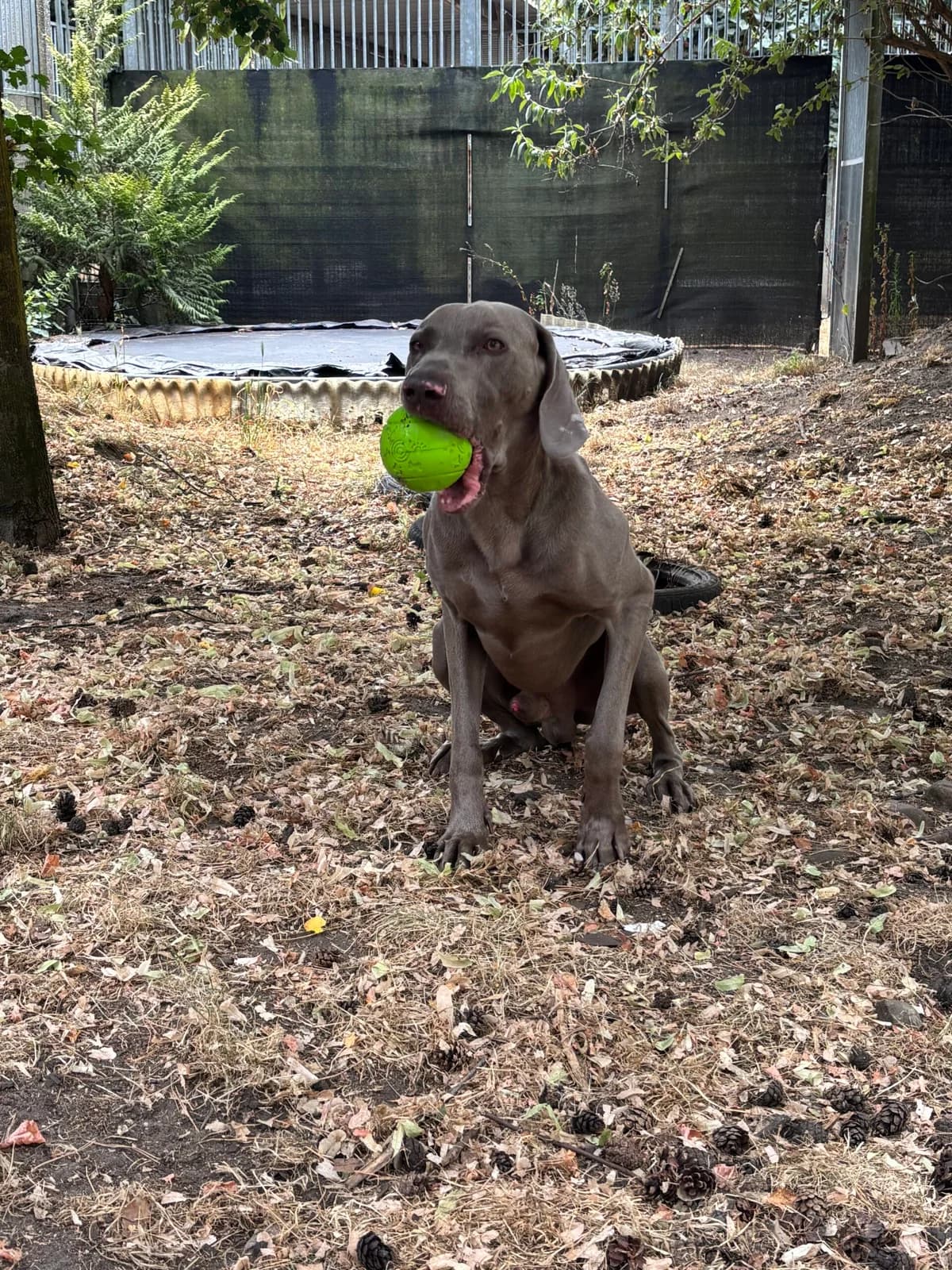 Dago, male 6yo Weimaraner for adoption at Dierenasiel Genk, Genk