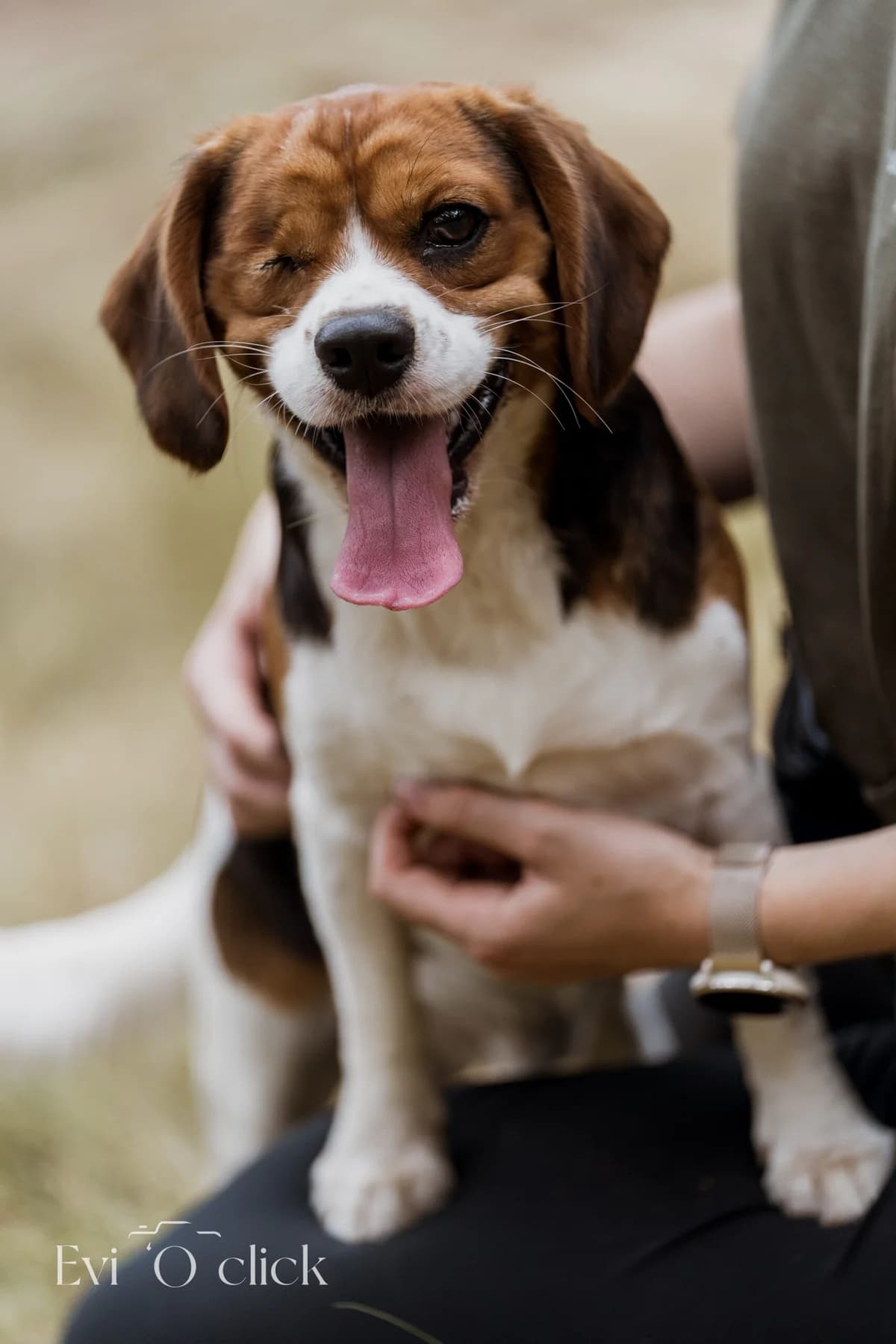 Django, male young Beagle for adoption at Dierenasiel Genk, Genk