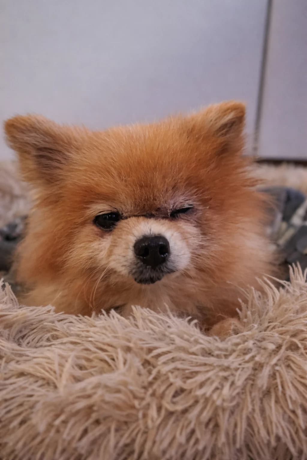 Djindy, Pomeranian for adoption at Dierenasiel Genk, Genk