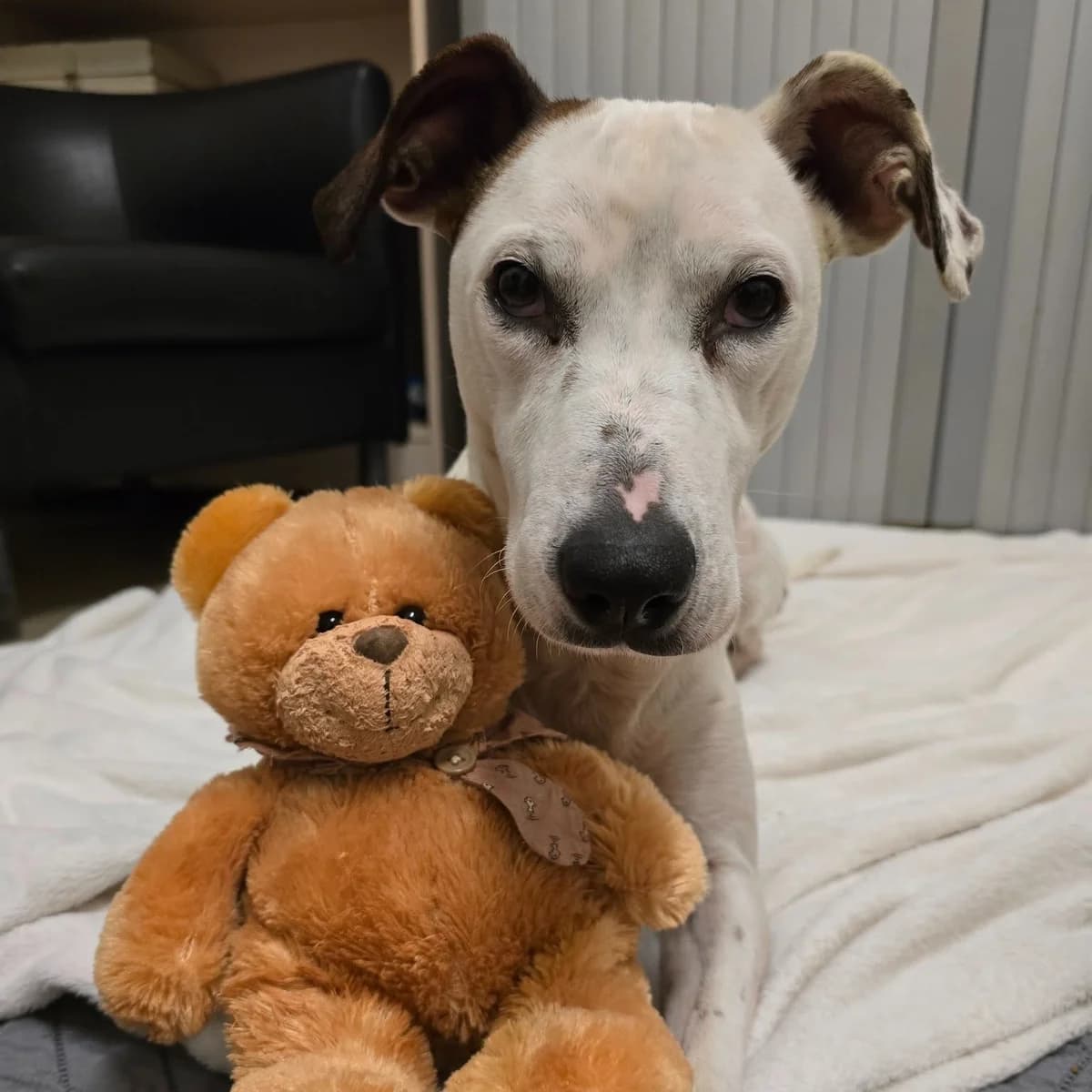 Gucci, female senior mixed breed for adoption at Dierenasiel Genk, Genk