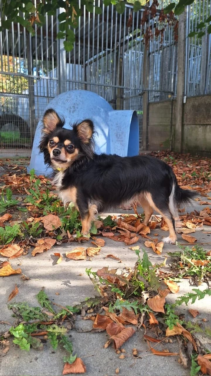 Jefke, female young Chihuahua for adoption at Dierenasiel Genk, Genk