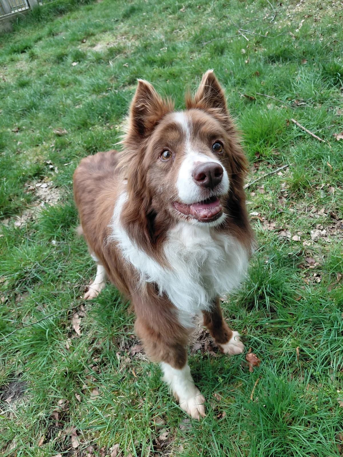 Joppe, male senior Border Collie for adoption at Dierenasiel Genk, Genk