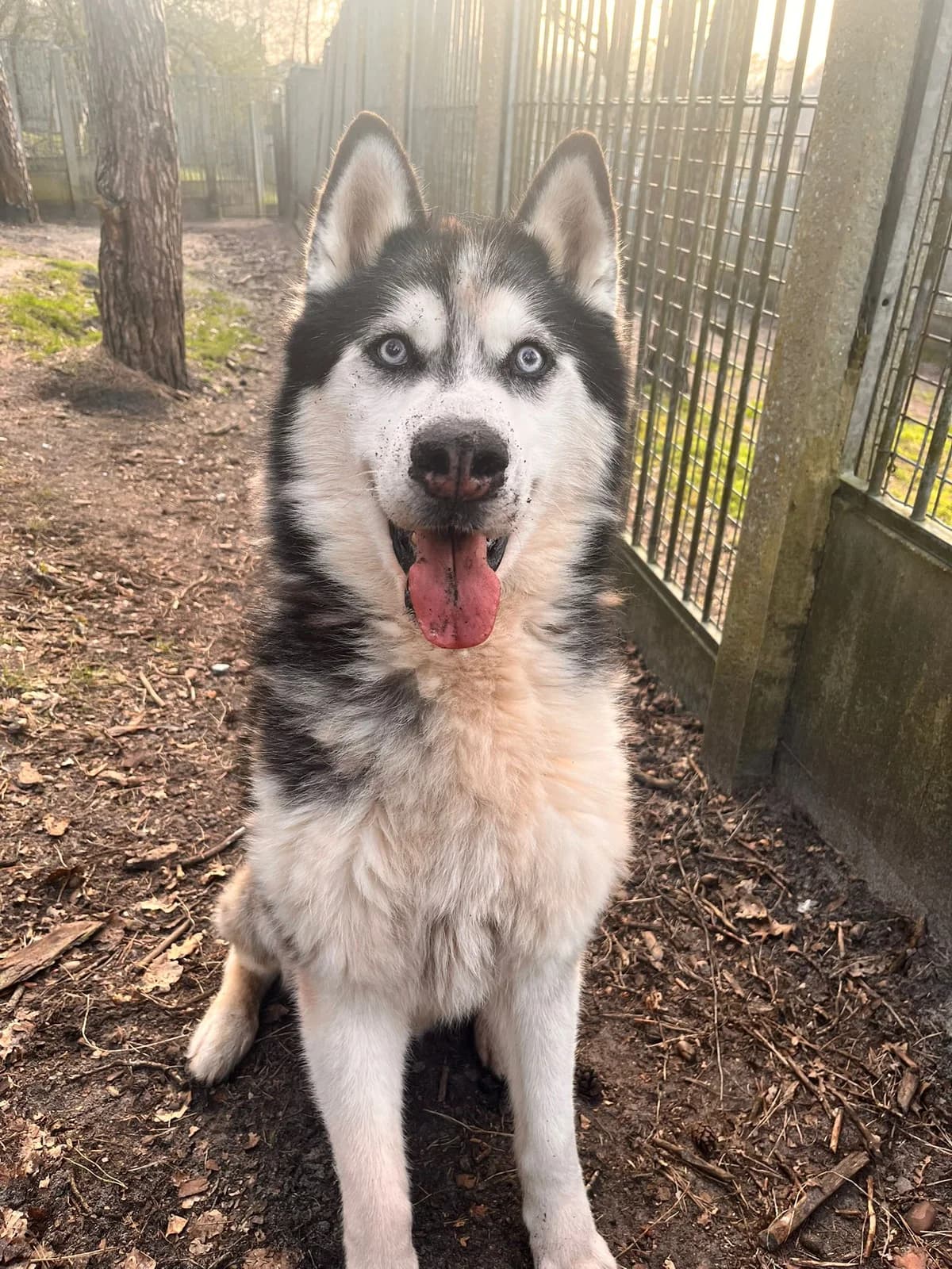 Kaylo, male Mixed Breed for adoption at Dierenasiel Genk, Genk