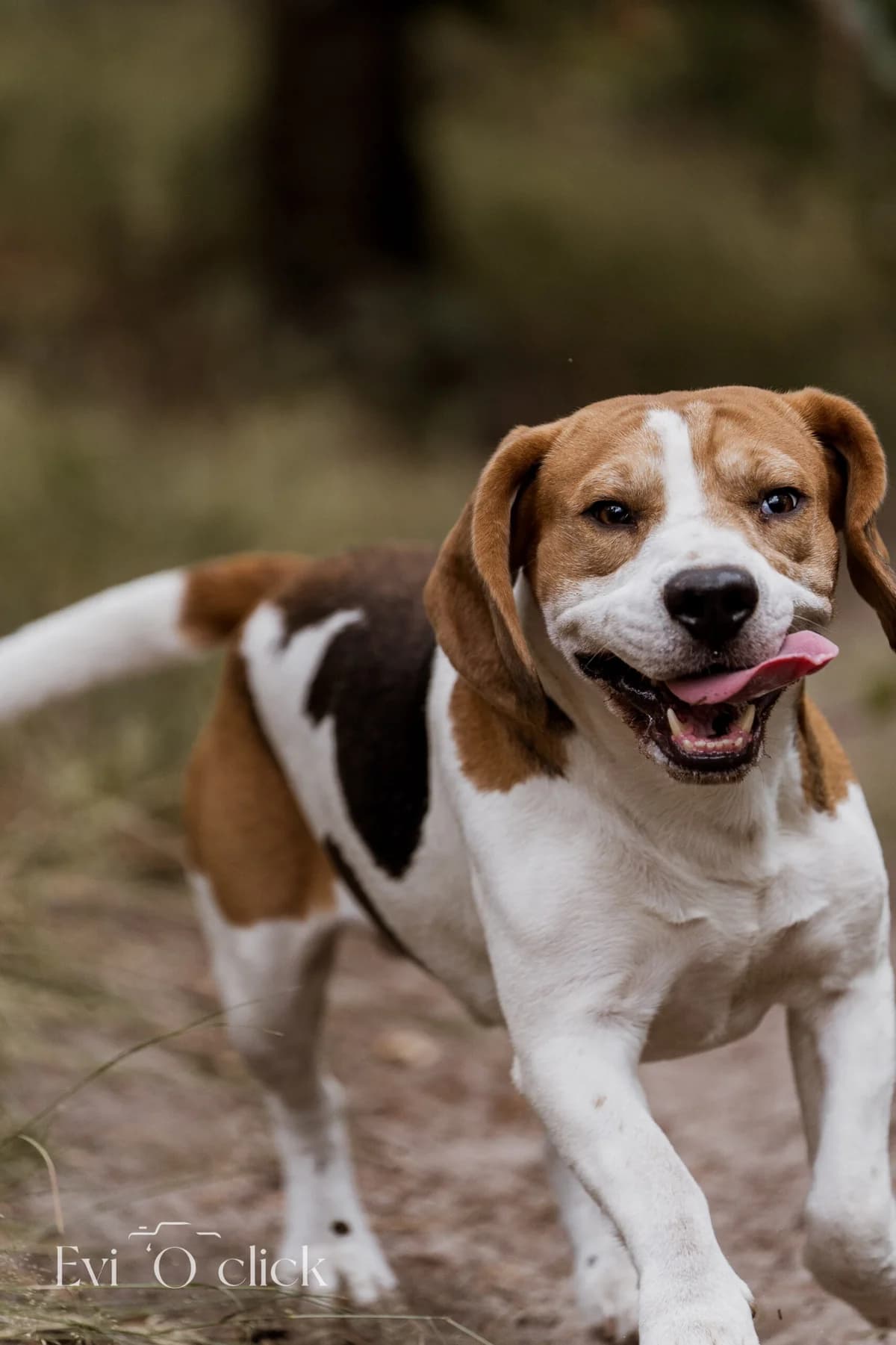 Kenzo, male senior Beagle for adoption at Dierenasiel Genk, Genk