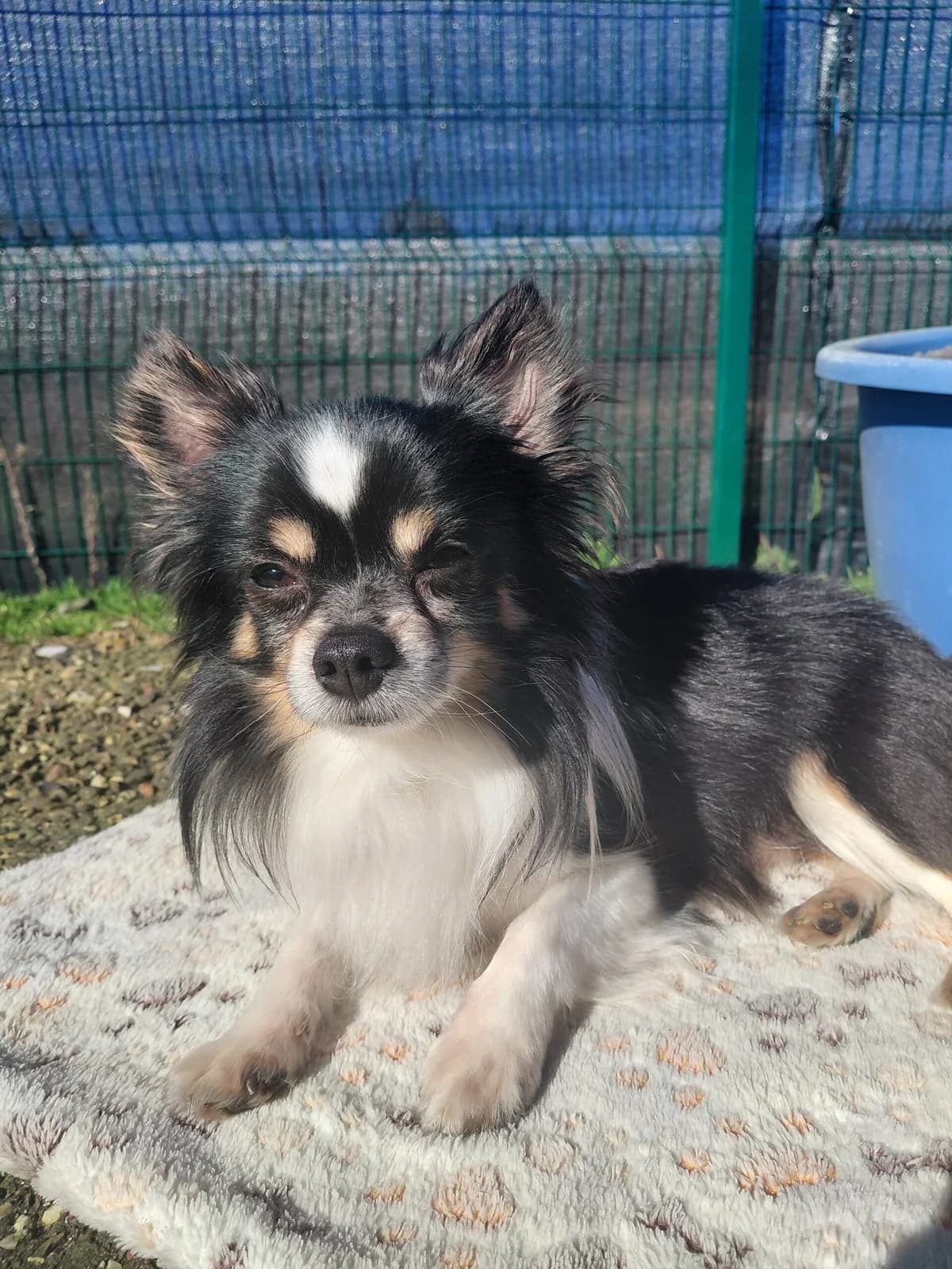 Kiki, male Chihuahua for adoption at Dierenasiel Genk, Genk