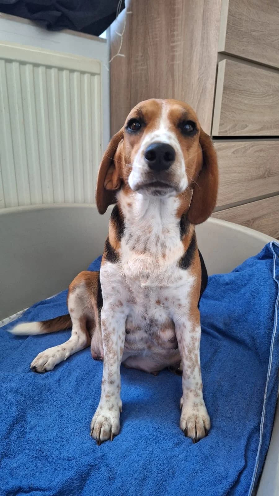Lizzy, male senior Beagle for adoption at Dierenasiel Genk, Genk