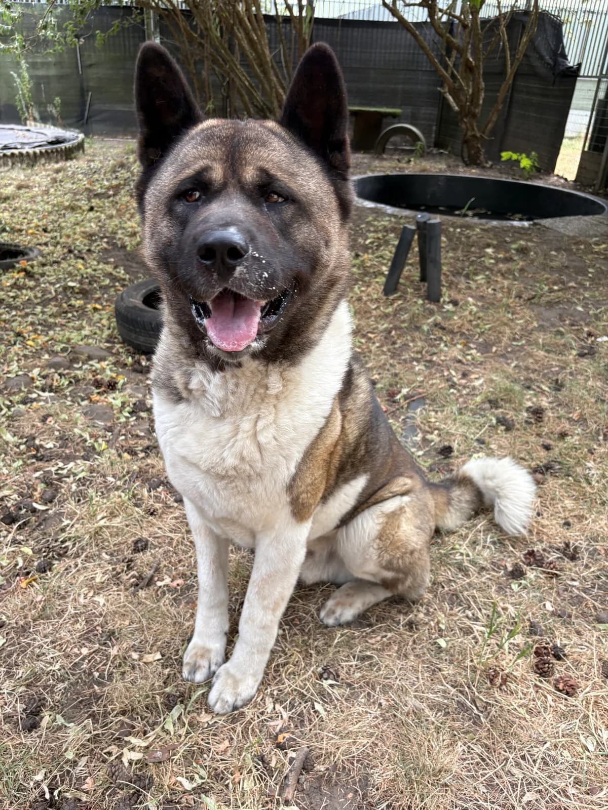 Lodos, male senior Akita for adoption at Dierenasiel Genk, Genk