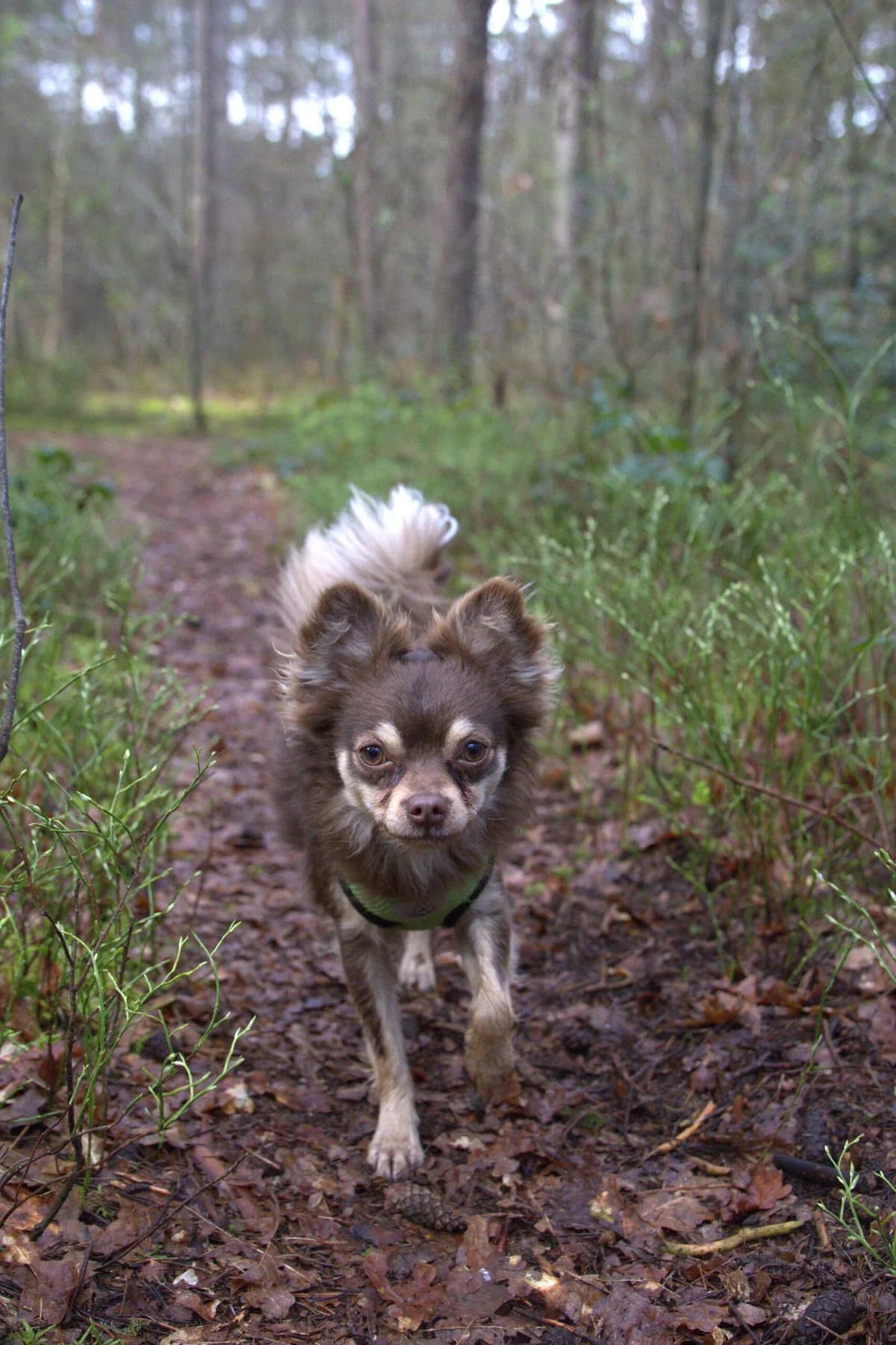 Lucho, male young Chihuahua for adoption at Dierenasiel Genk, Genk