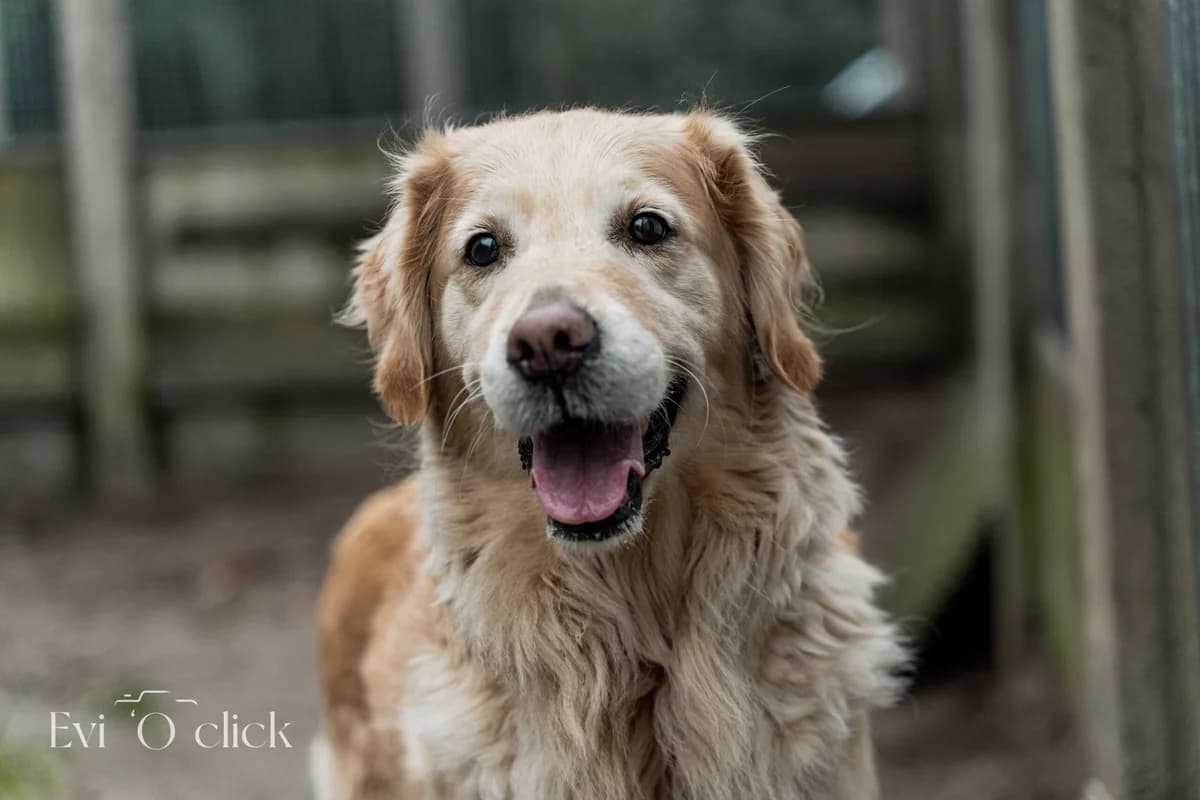 Luna, male senior Golden Retriever for adoption at Dierenasiel Genk, Genk