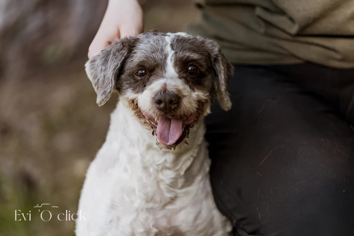 Marhache, female senior mixed breed for adoption at Dierenasiel Genk, Genk