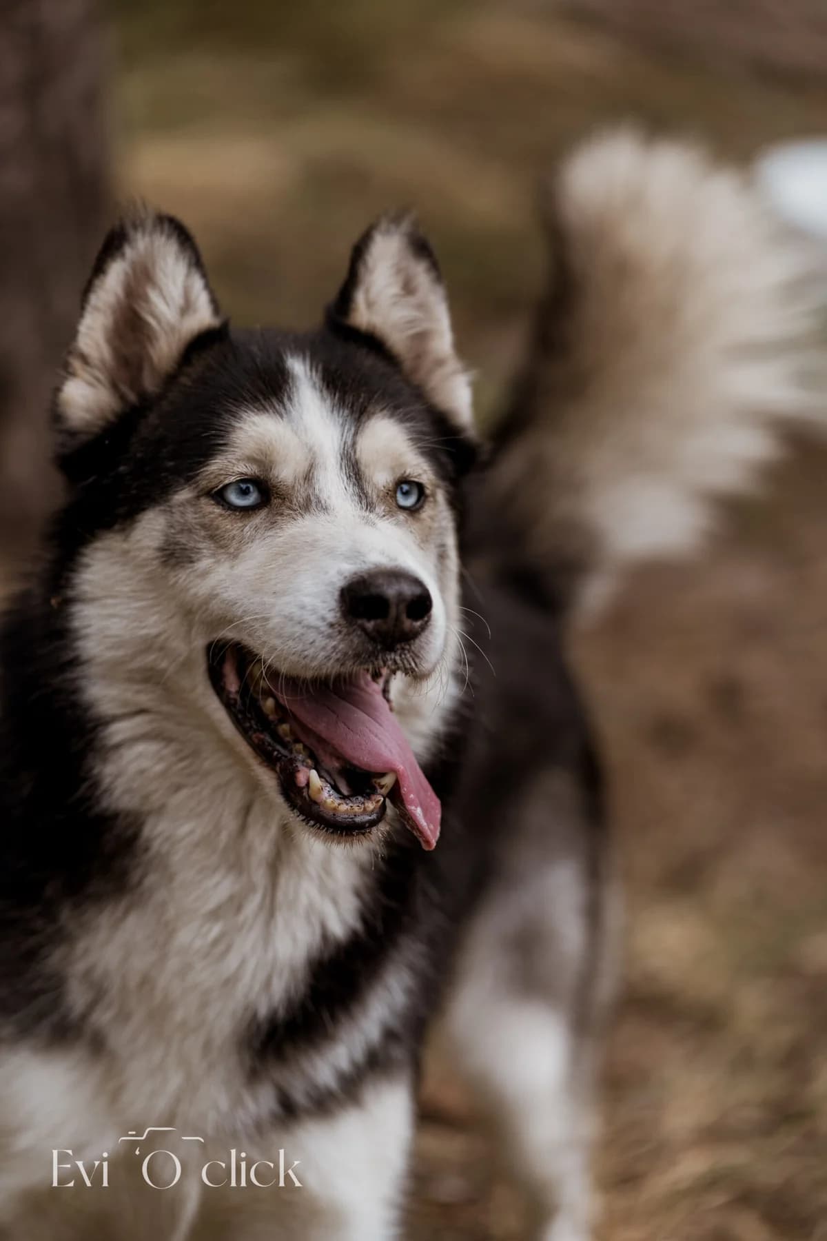 Max, male senior Husky for adoption at Dierenasiel Genk, Genk