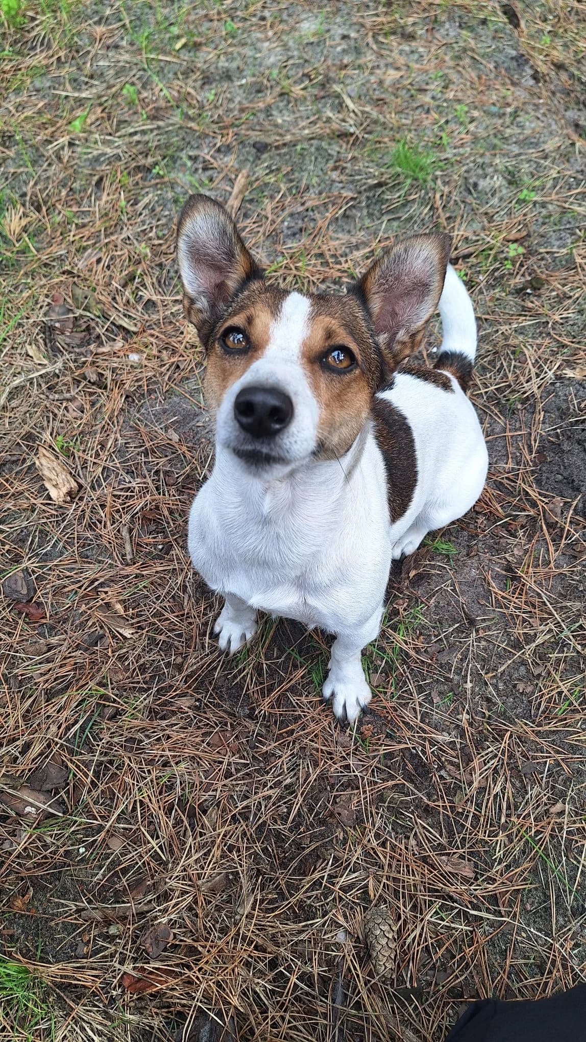 Mila, female senior Jack Russell Terrier for adoption at Dierenasiel Genk, Genk