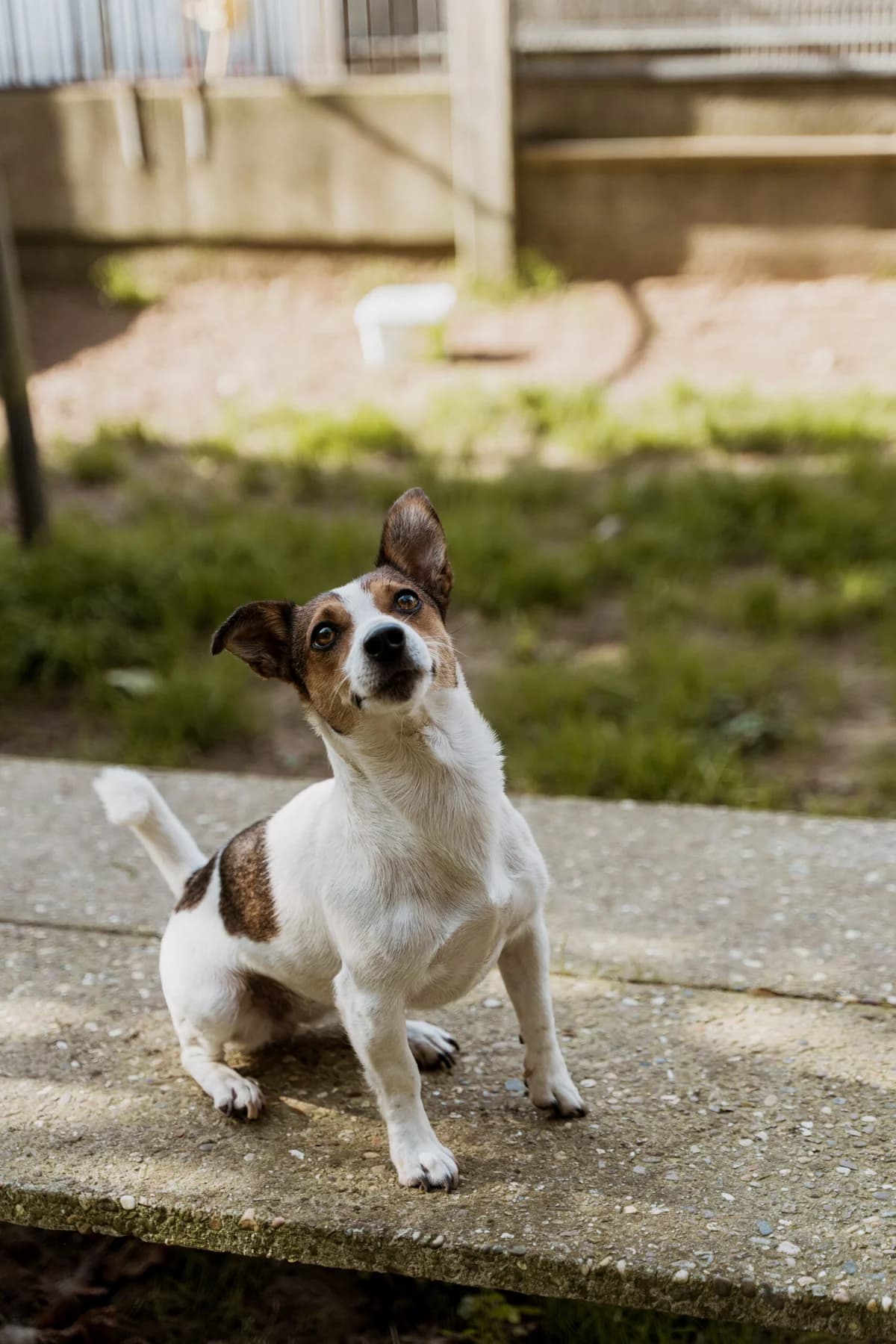 Mila, female senior Jack Russell Terrier for adoption at Dierenasiel Genk, Genk