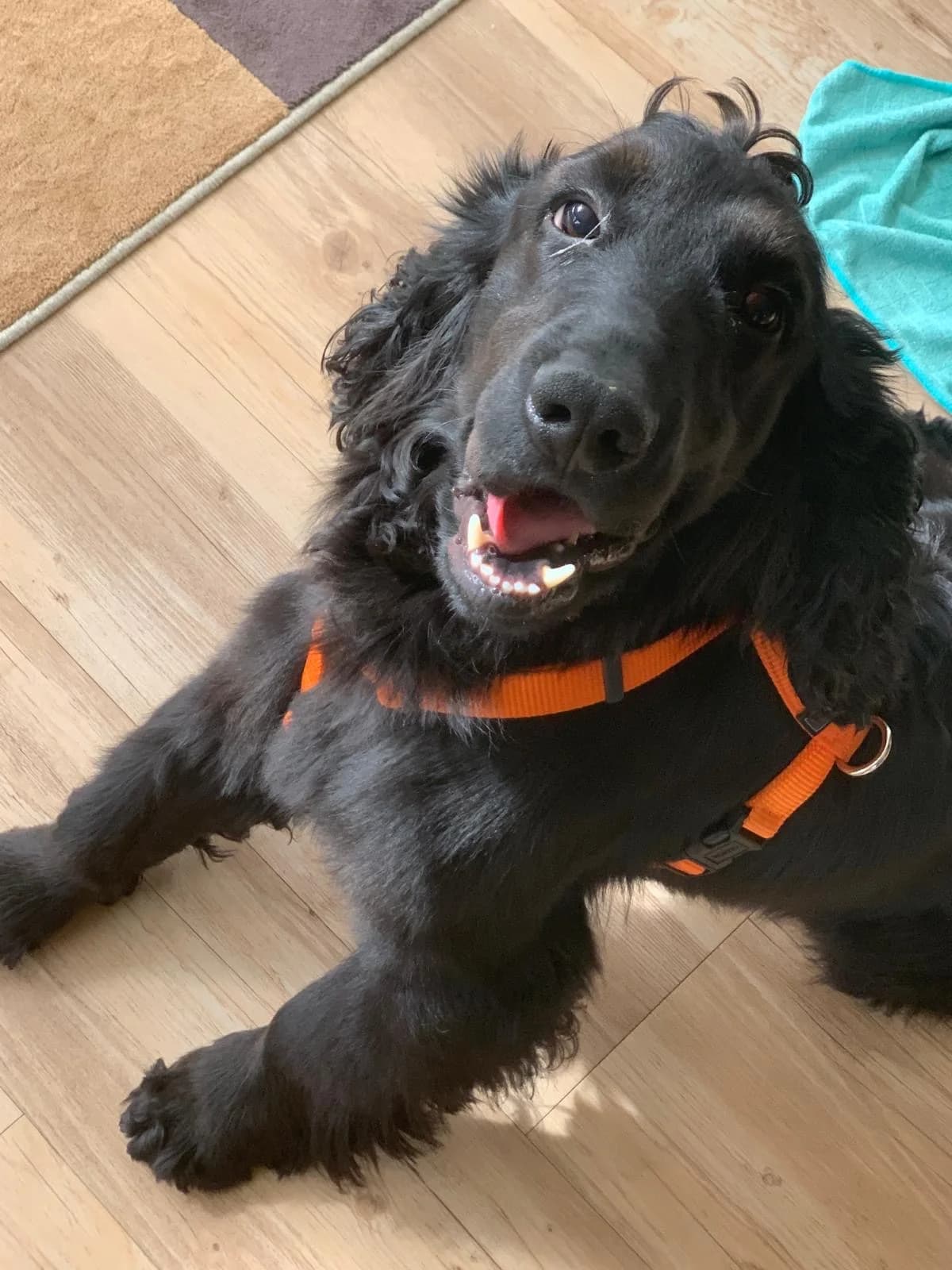 Milo, male 4yo Cocker Spaniel for adoption at Dierenasiel Genk, Genk