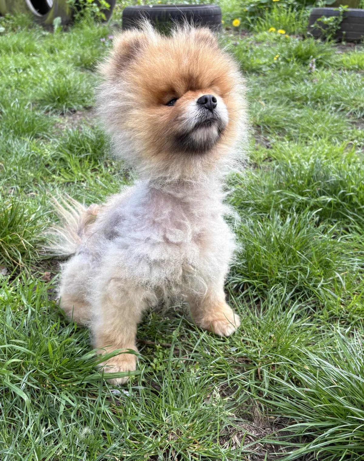 Mochi, male Pomeranian for adoption at Dierenasiel Genk, Genk