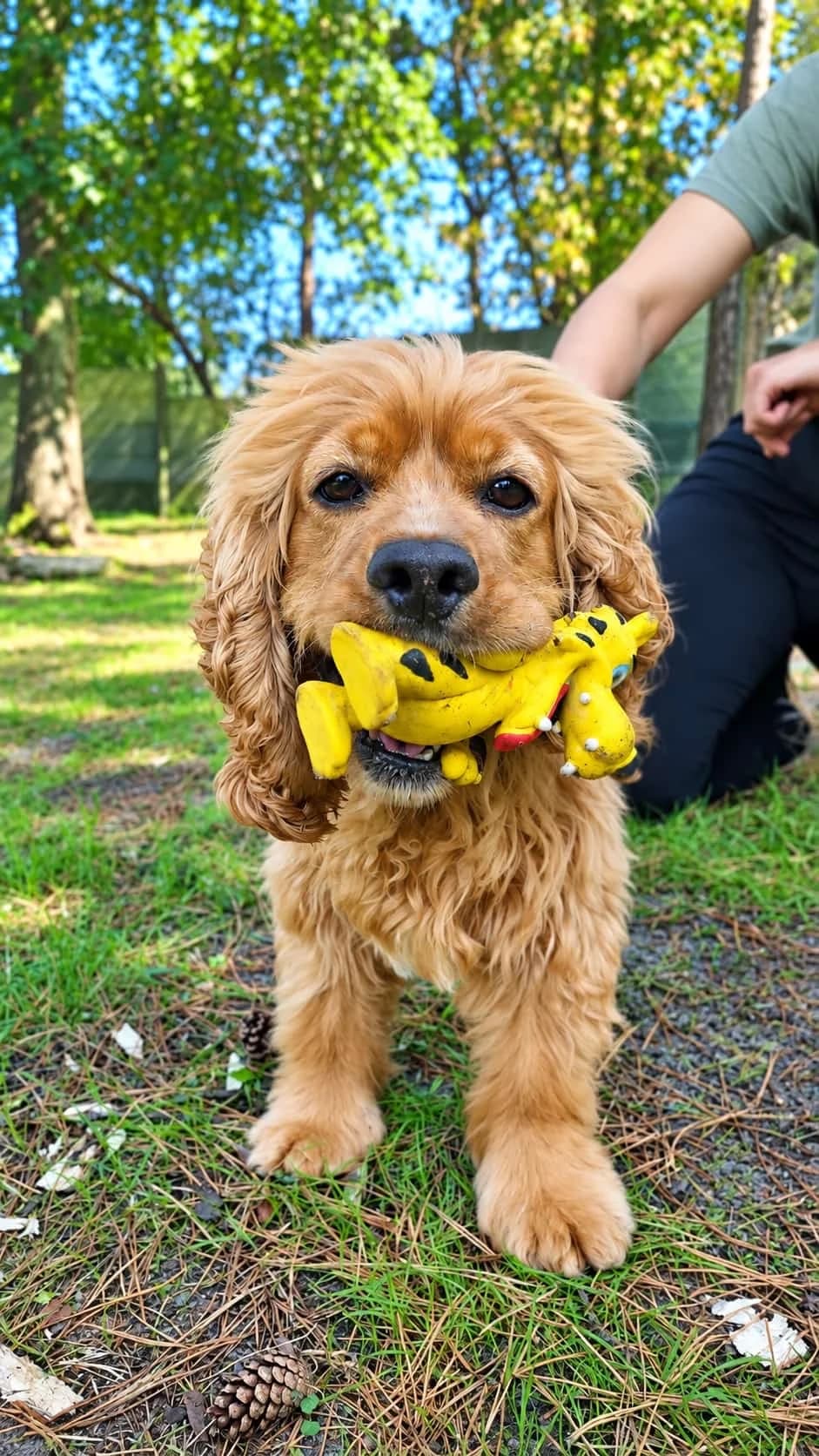 Mutlu, female 3yo Cocker Spaniel for adoption at Dierenasiel Genk, Genk