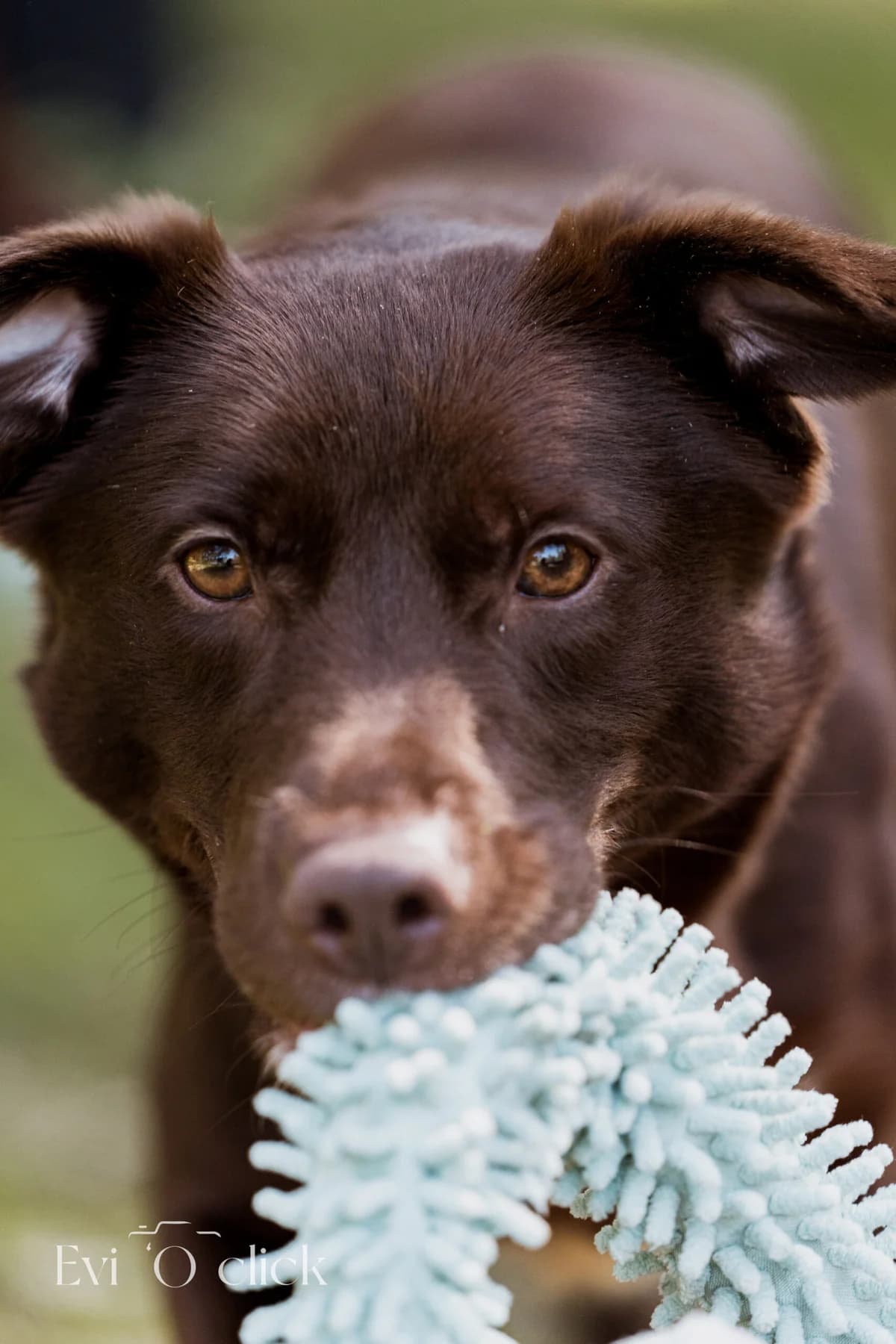 Nahla, male 3yo Labrador Retriever for adoption at Dierenasiel Genk, Genk