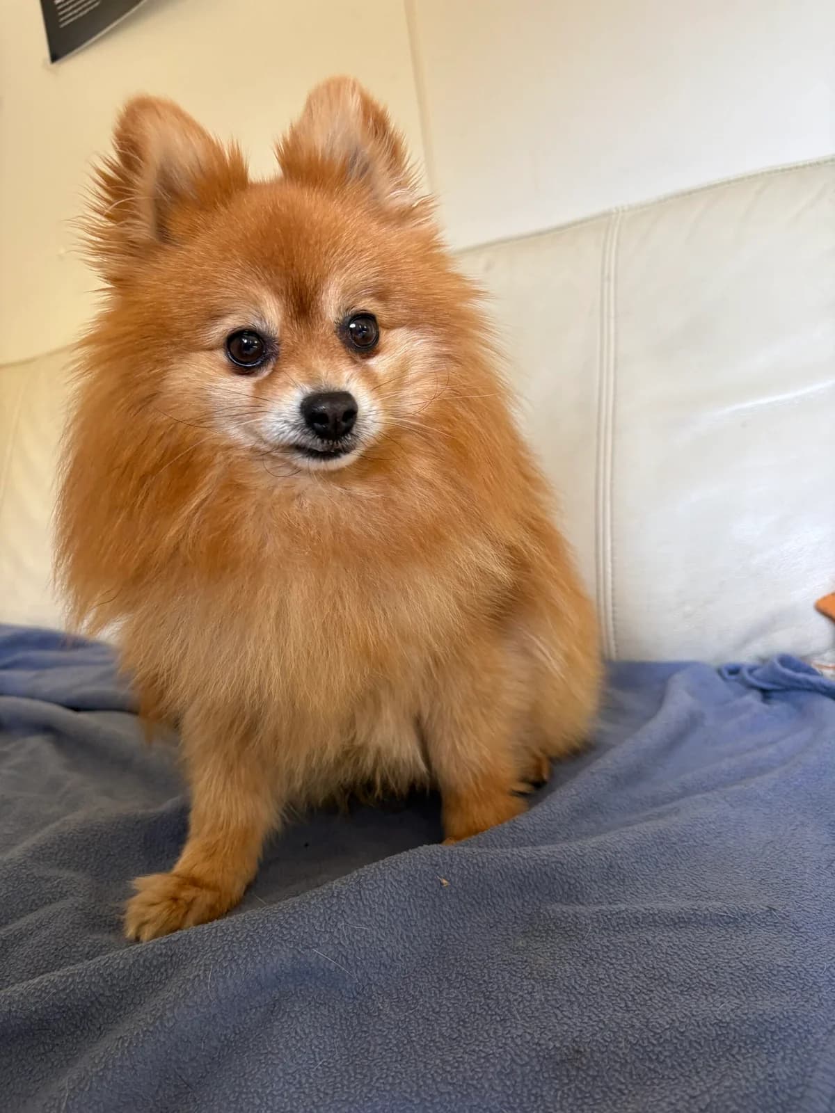 Pablo, male Keeshond for adoption at Dierenasiel Genk, Genk