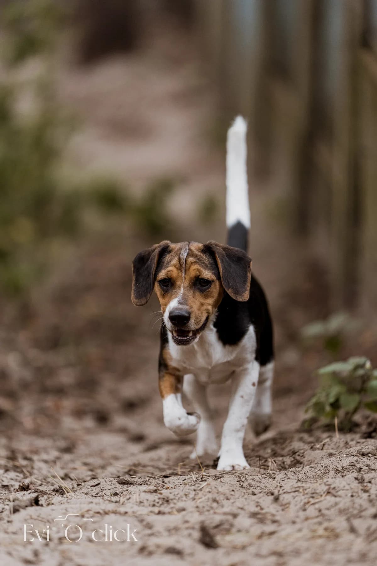 Pedro, male senior Beagle for adoption at Dierenasiel Genk, Genk