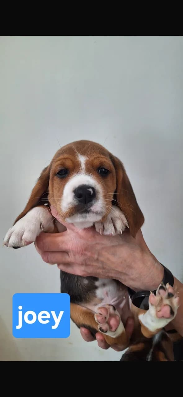 Pups beagle, female puppy Beagle for adoption at Dierenasiel Genk, Genk