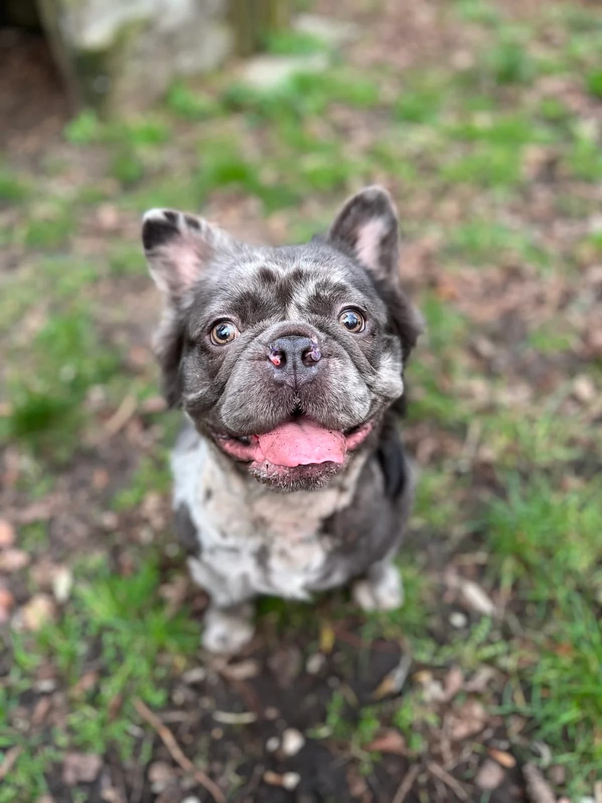 Sam, male English Bulldog for adoption at Dierenasiel Genk, Genk