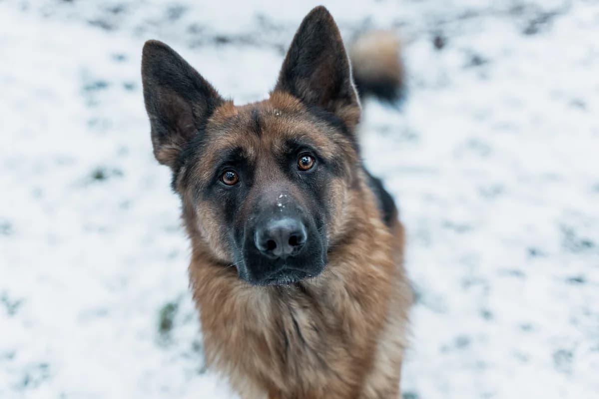 Snuf, male 3yo mixed breed for adoption at Dierenasiel Genk, Genk