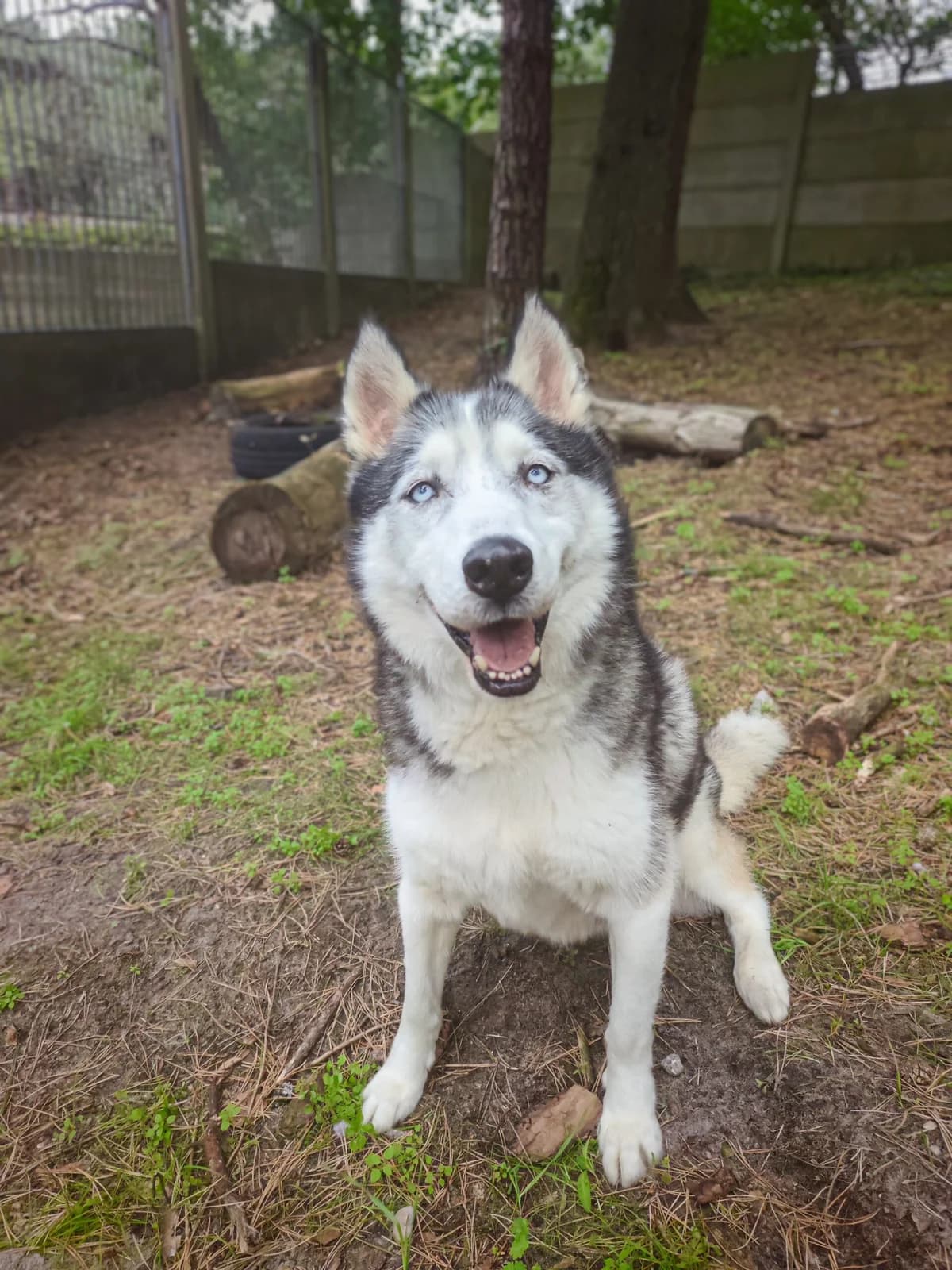 Tarzan, male senior Mixed Breed for adoption at Dierenasiel Genk, Genk