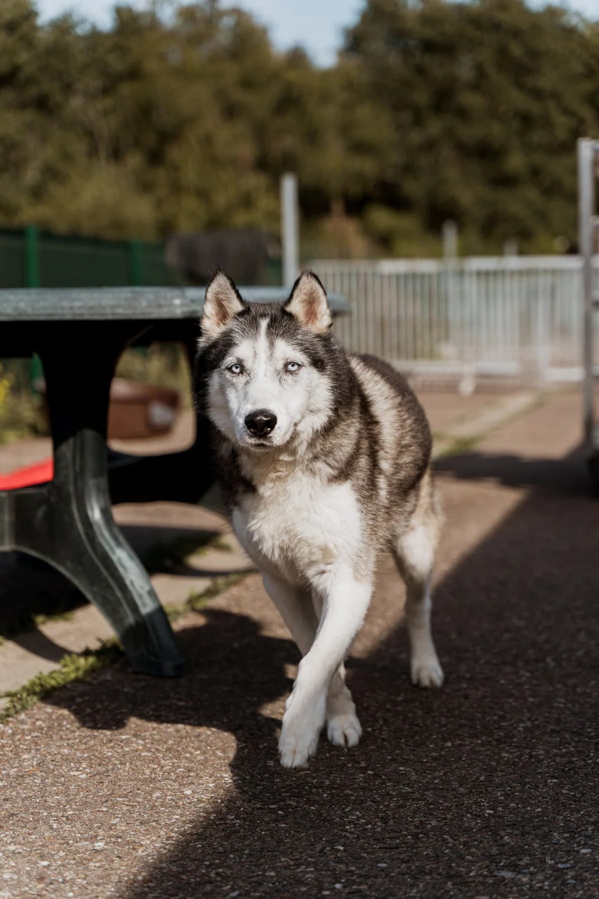 Tarzan, male senior Mixed Breed for adoption at Dierenasiel Genk, Genk