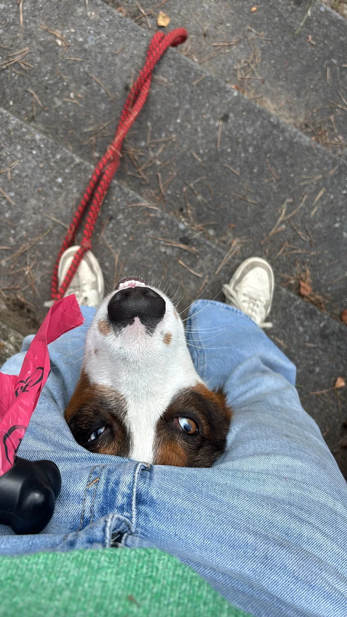 Turquoise, male young mixed breed for adoption at Dierenasiel Genk, Genk