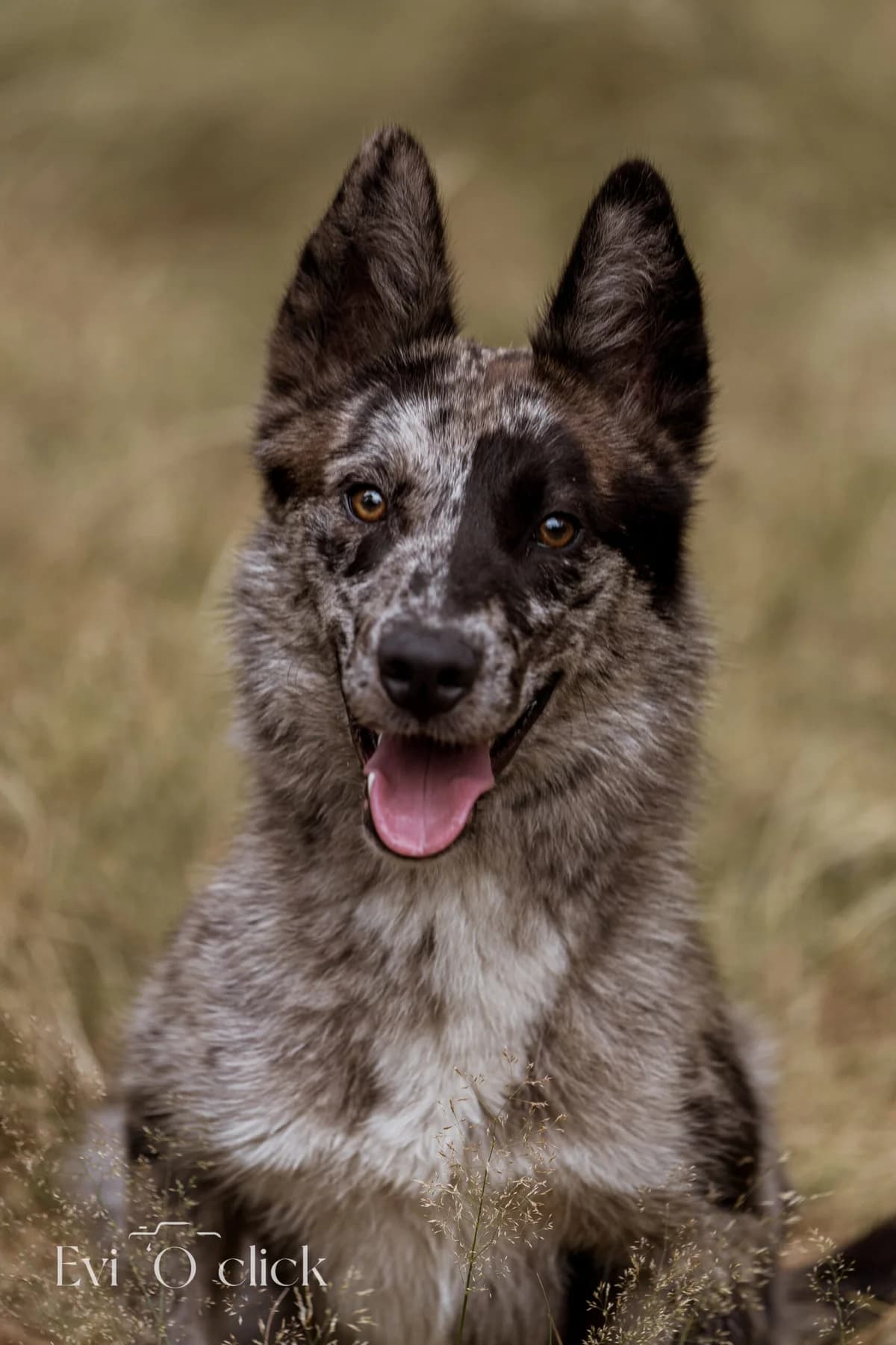 Tyson, male senior Border Collie for adoption at Dierenasiel Genk, Genk