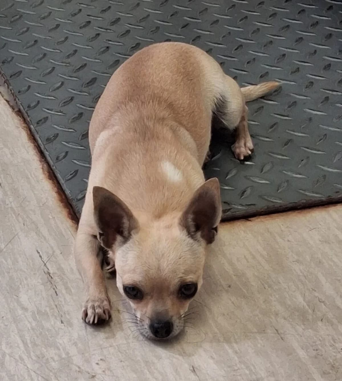 Vicky, female 6yo Chihuahua for adoption at Dierenasiel Genk, Genk