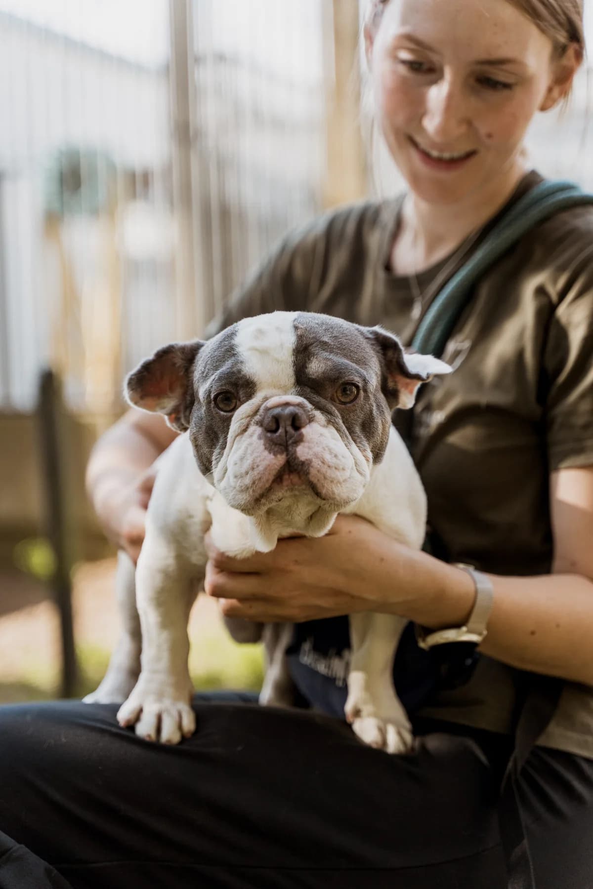 Vince, male 4yo English Bulldog for adoption at Dierenasiel Genk, Genk