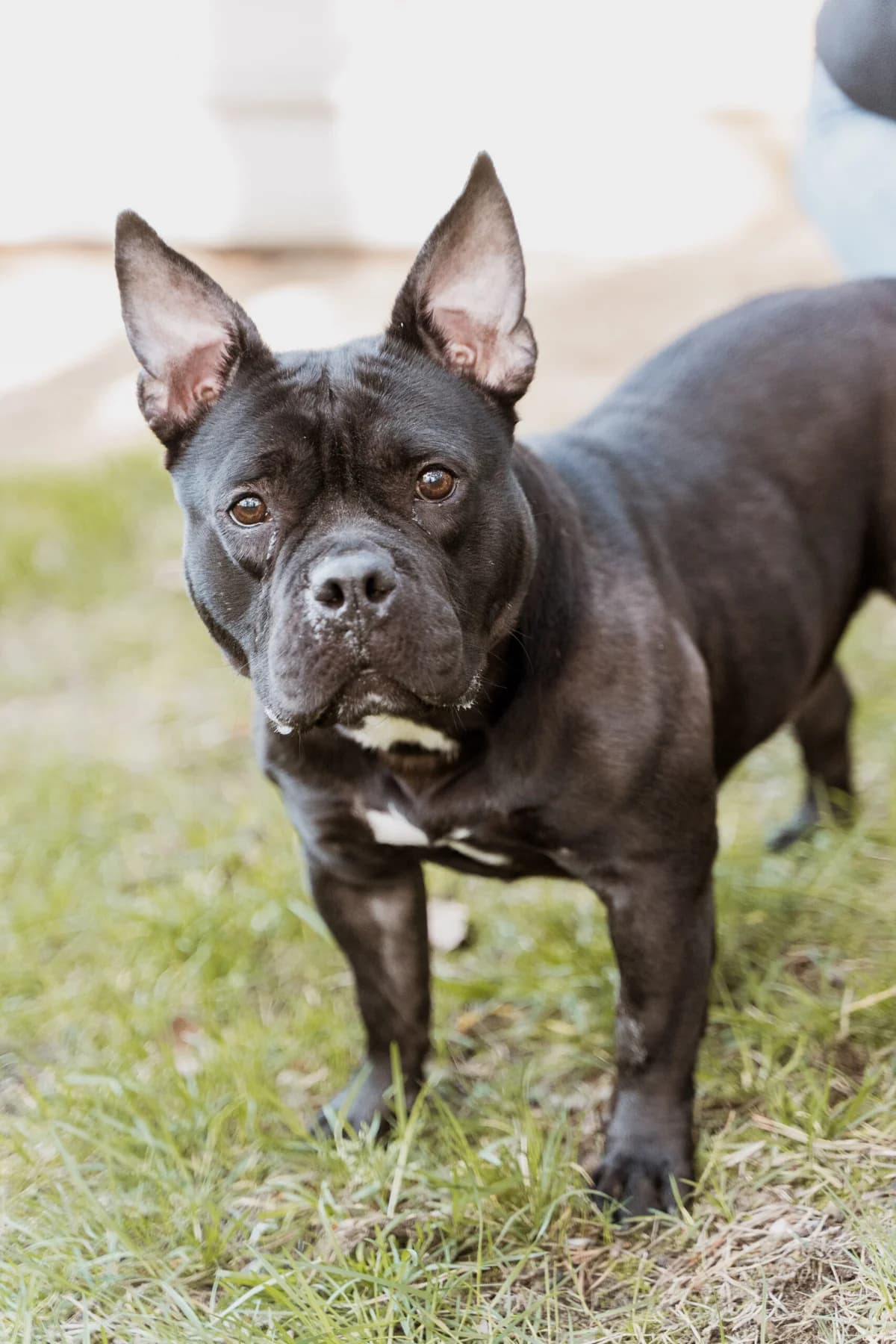 Zelda, male American Bully for adoption at Dierenasiel Genk, Genk